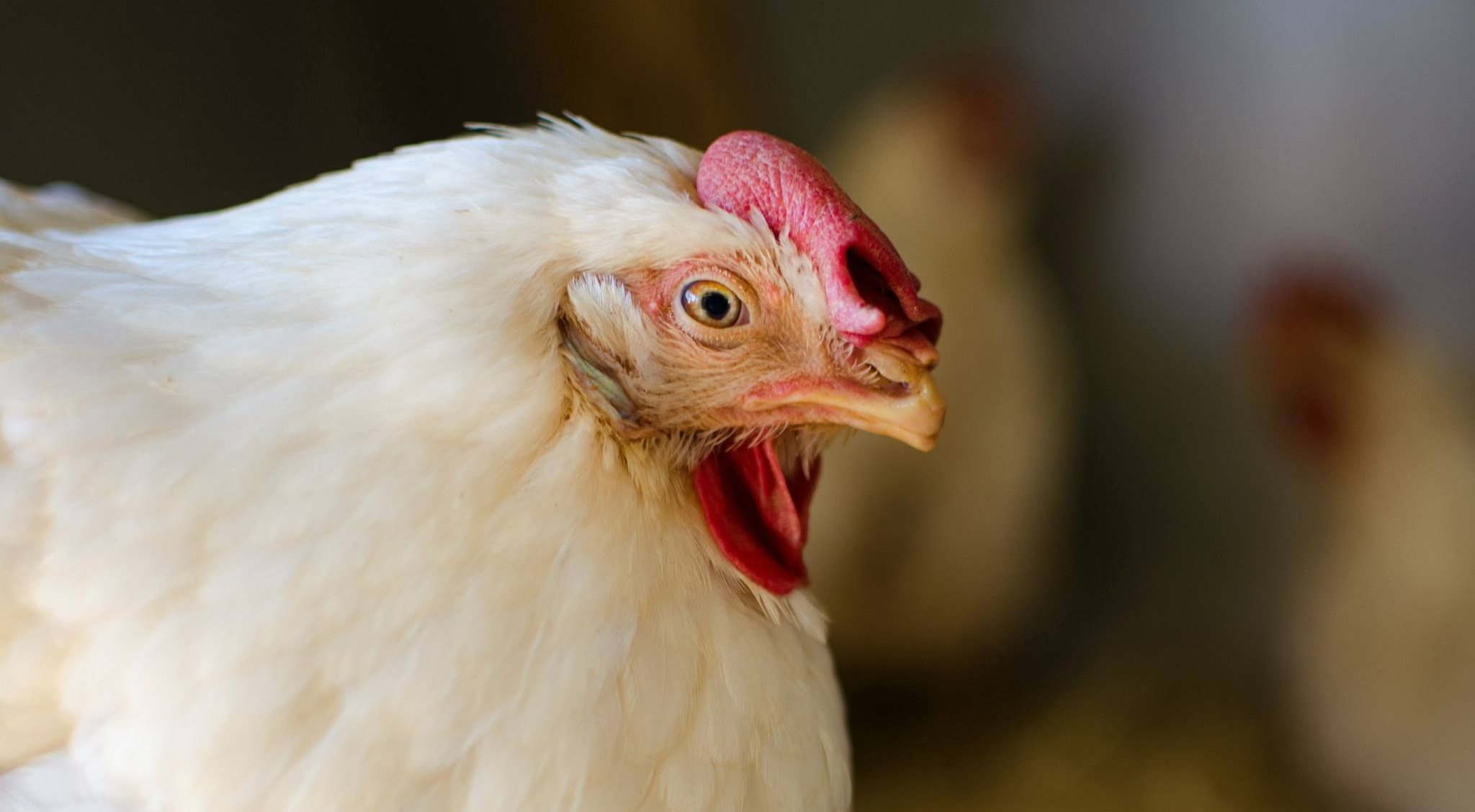 M&S meets Better Chicken Commitment for fresh chicken | The Humane League