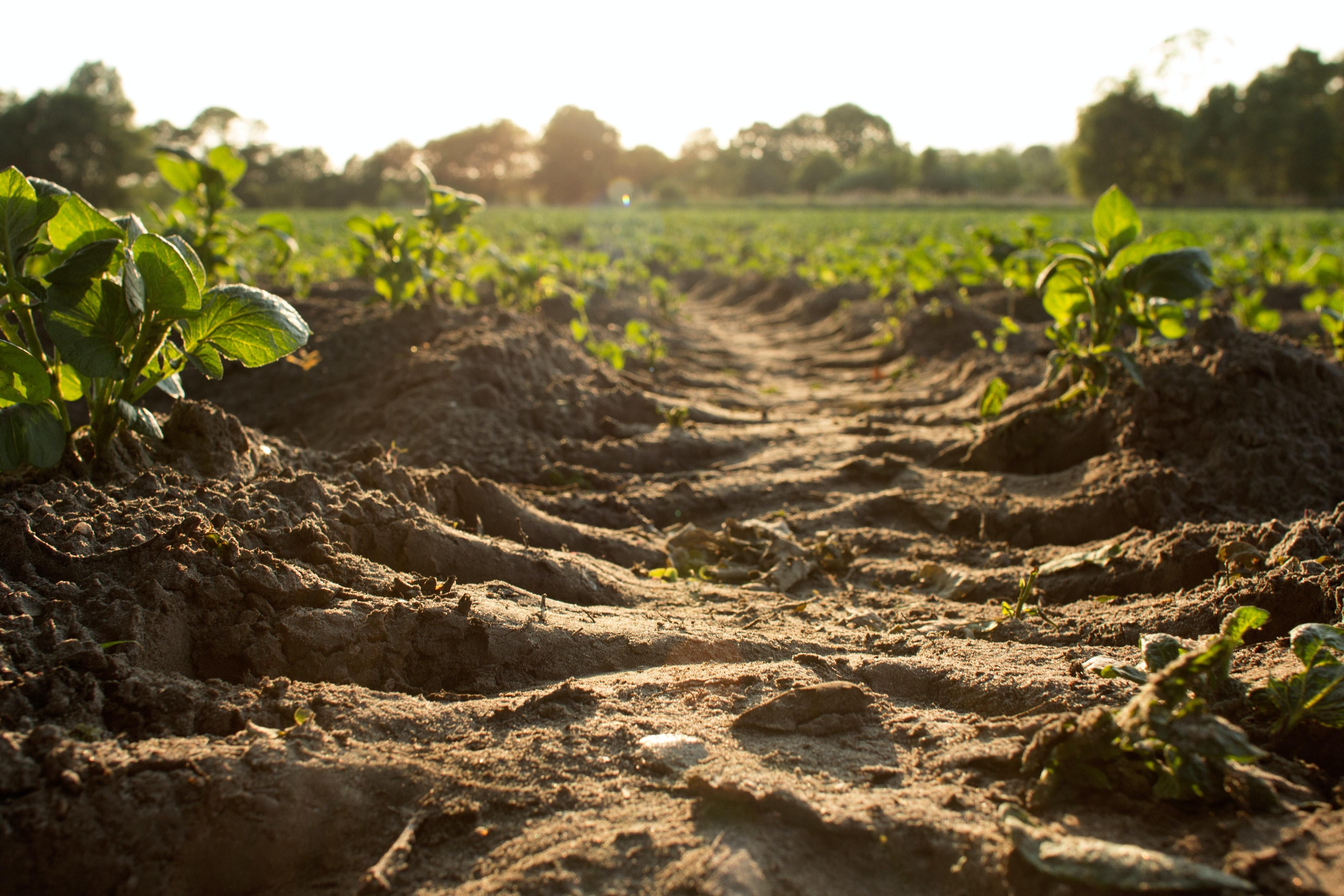 Image of soil