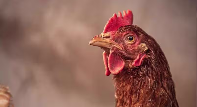 Ahold Cage-Free Mini Image