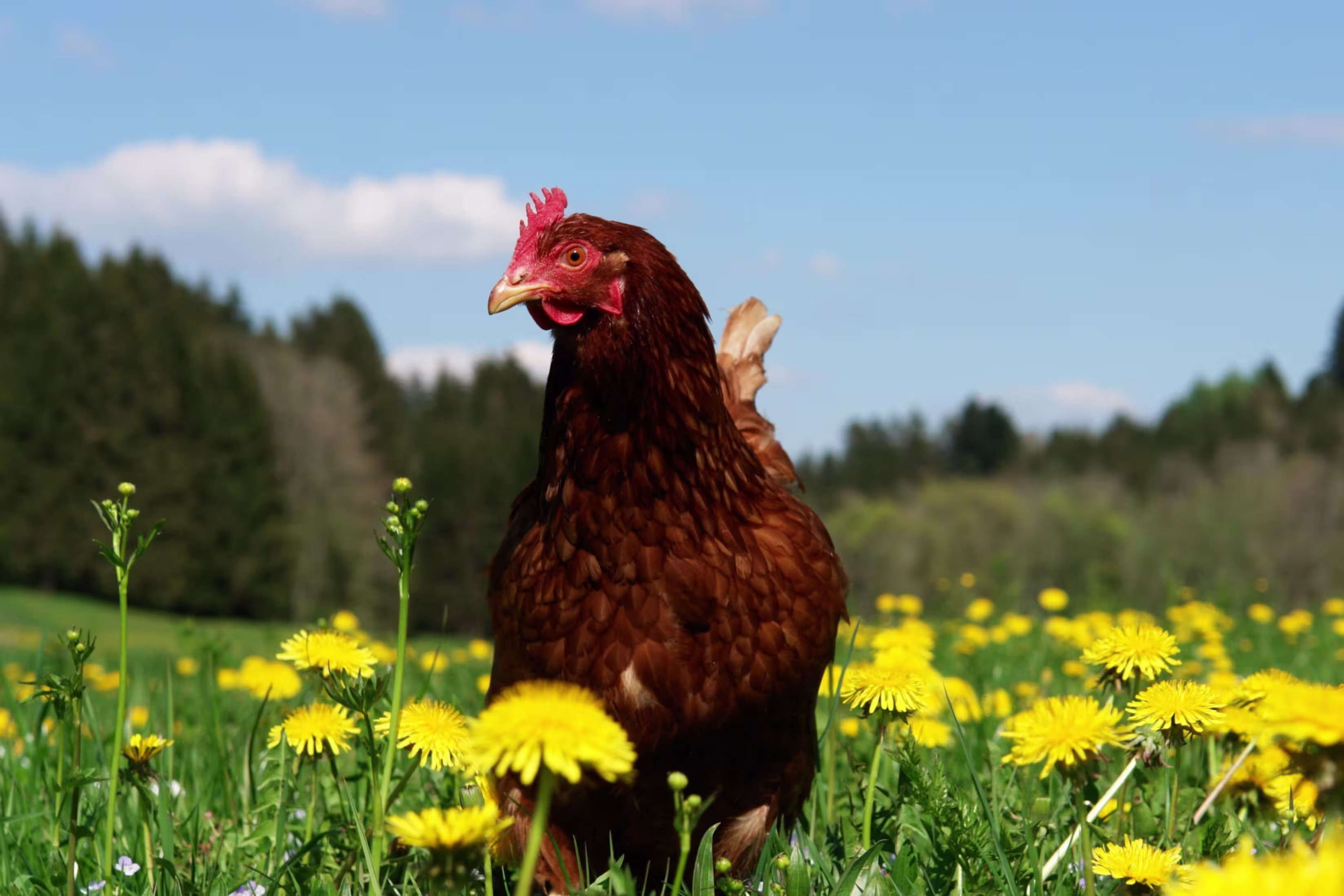 A chicken roaming an open field with flowers.