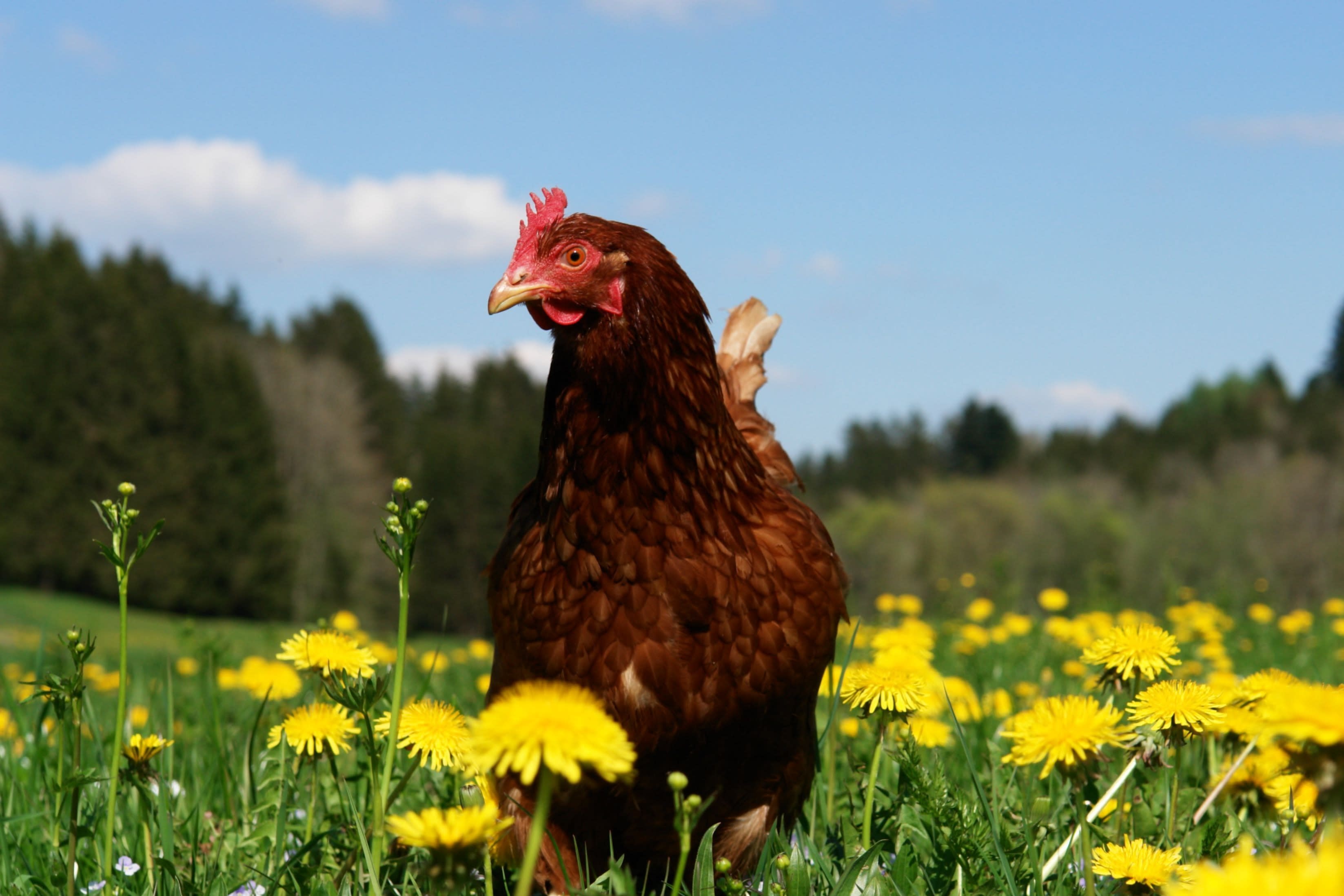 chicken-in-open-field-with-flowers