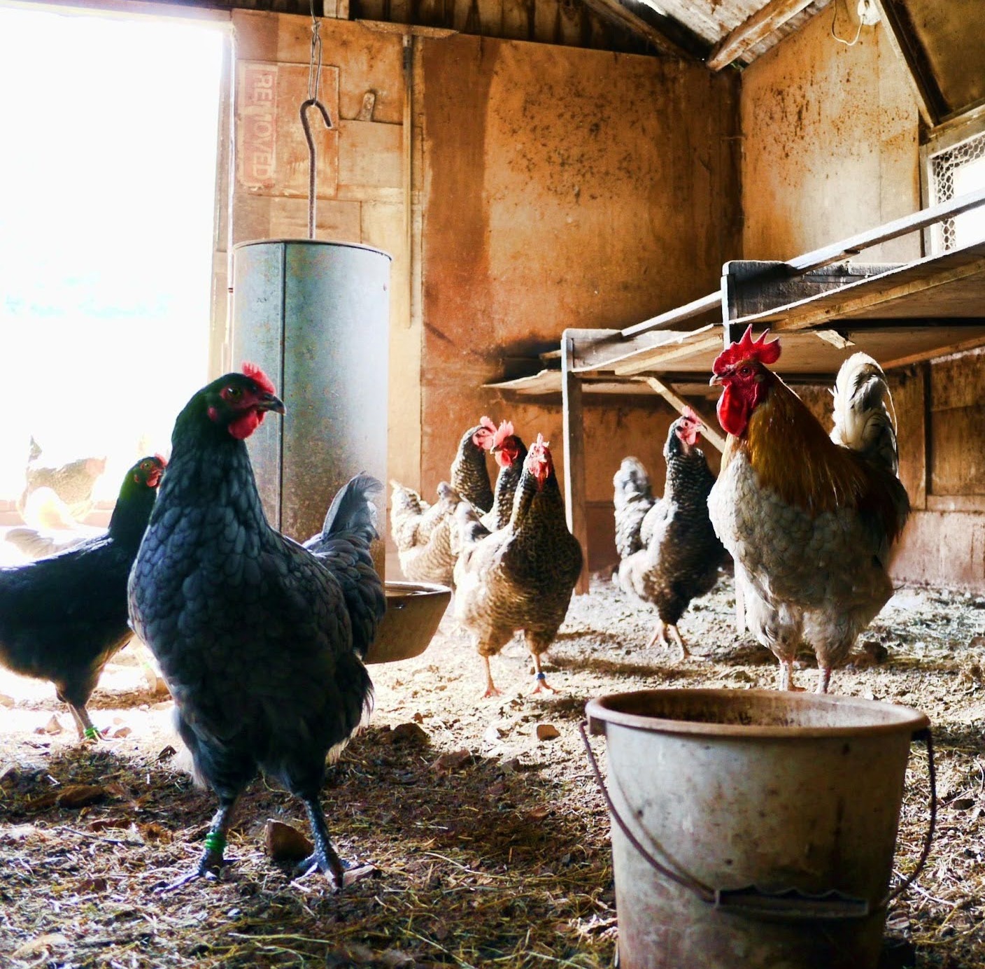 THE FUTURE OF EGGS IN JAPAN | The Humane League