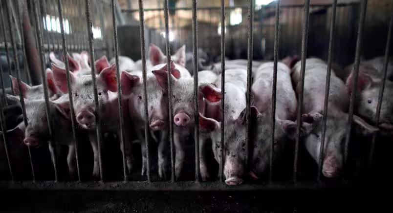 Pigs lined up behind bars