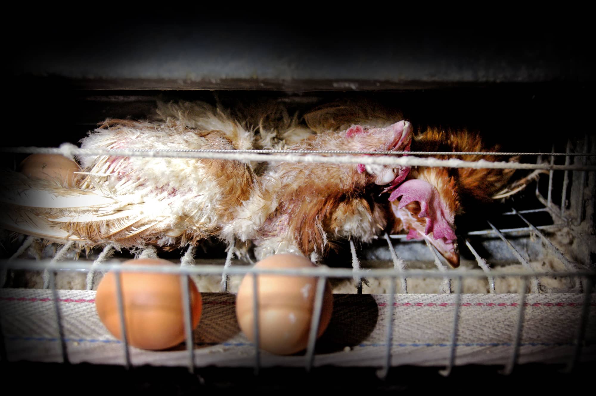 chickens-laying-unconscious-cages-eggs-sad-tamara-kenneally-The-Price-Of-Eggs