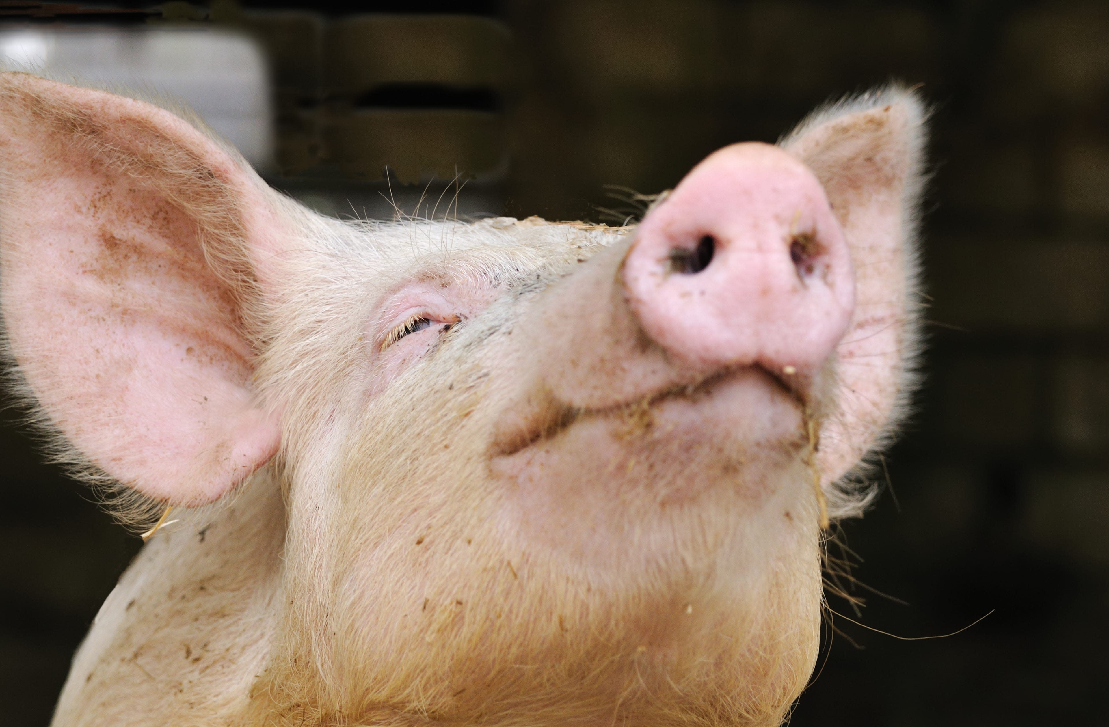 happy-pink-pig-portrait-closeup-proud