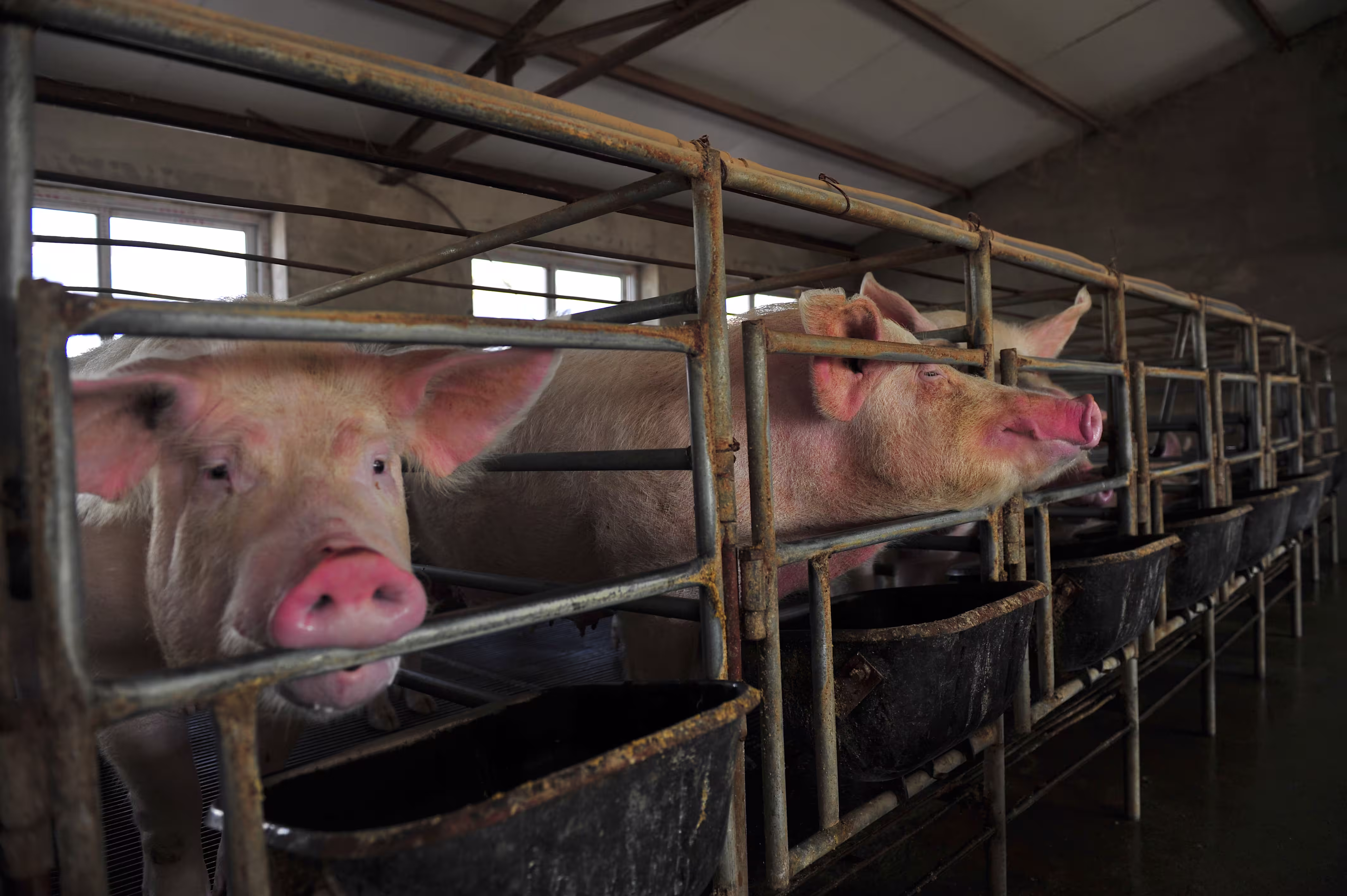 Pigs gnawing on the bars of their cages.
