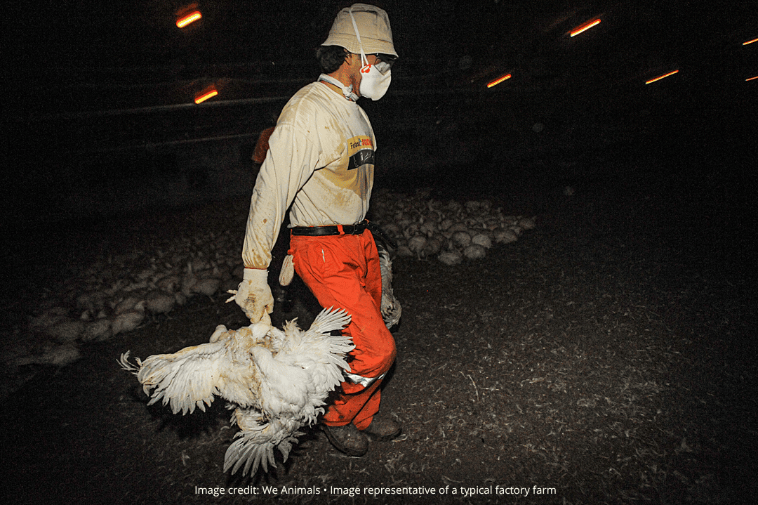 A farm workers carries chickens by their legs.