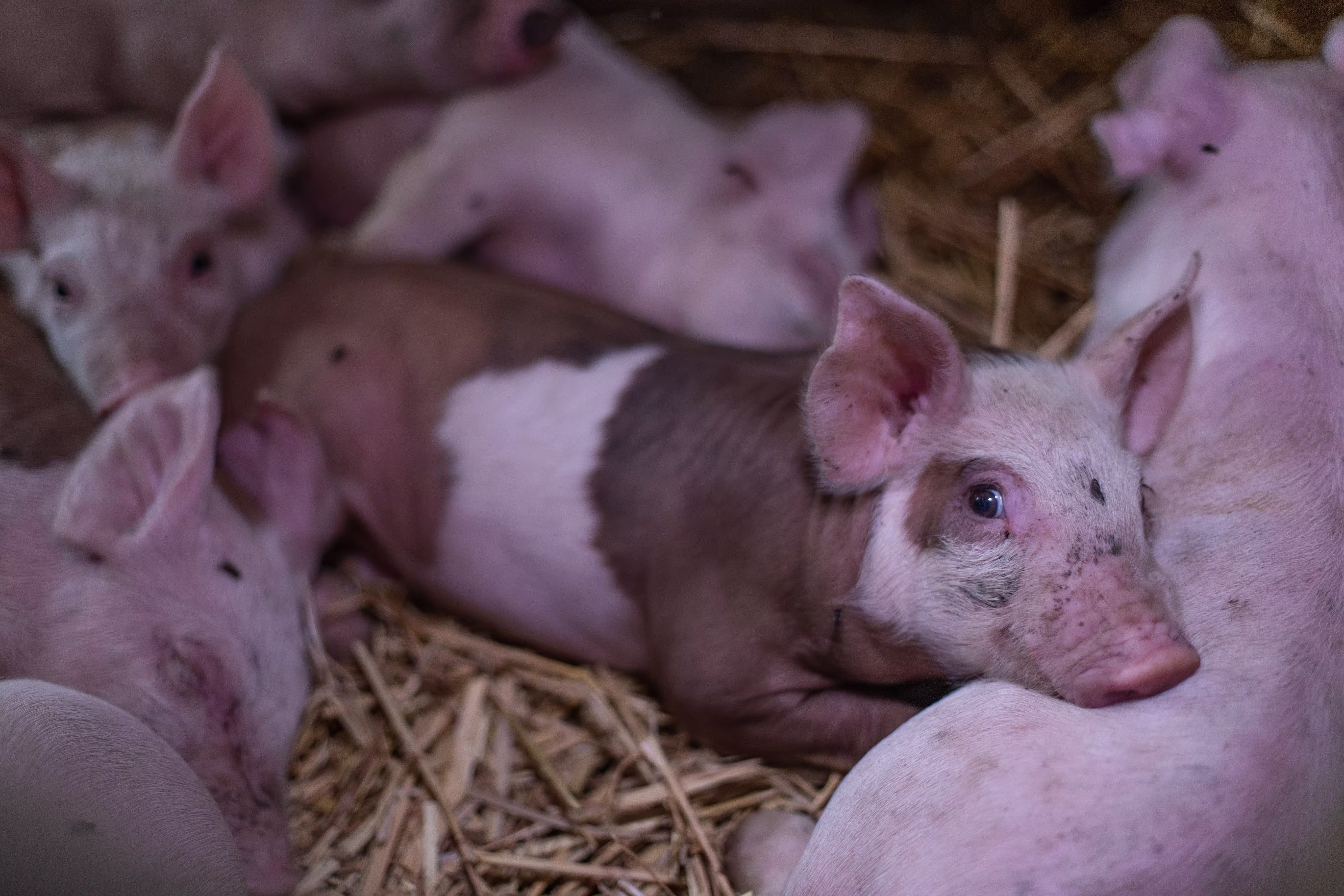 A pile of piglets on a factory farm