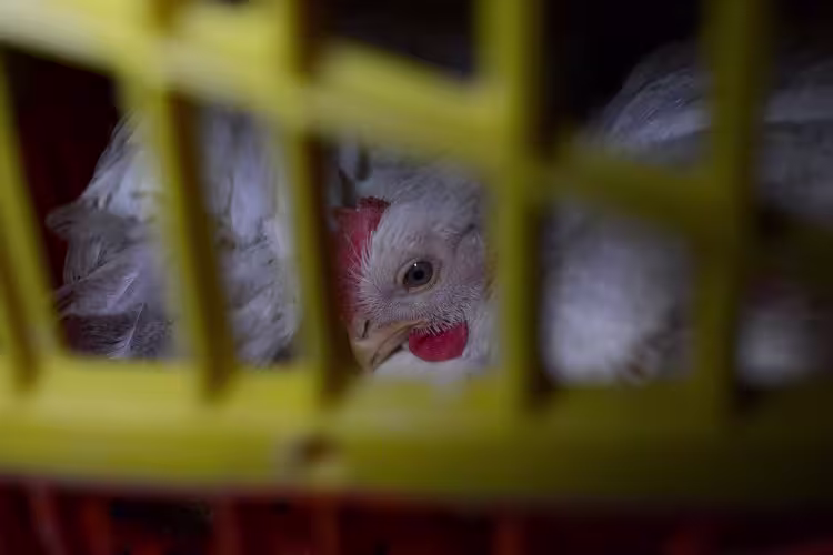 Caged broiler chicken in a transport truck