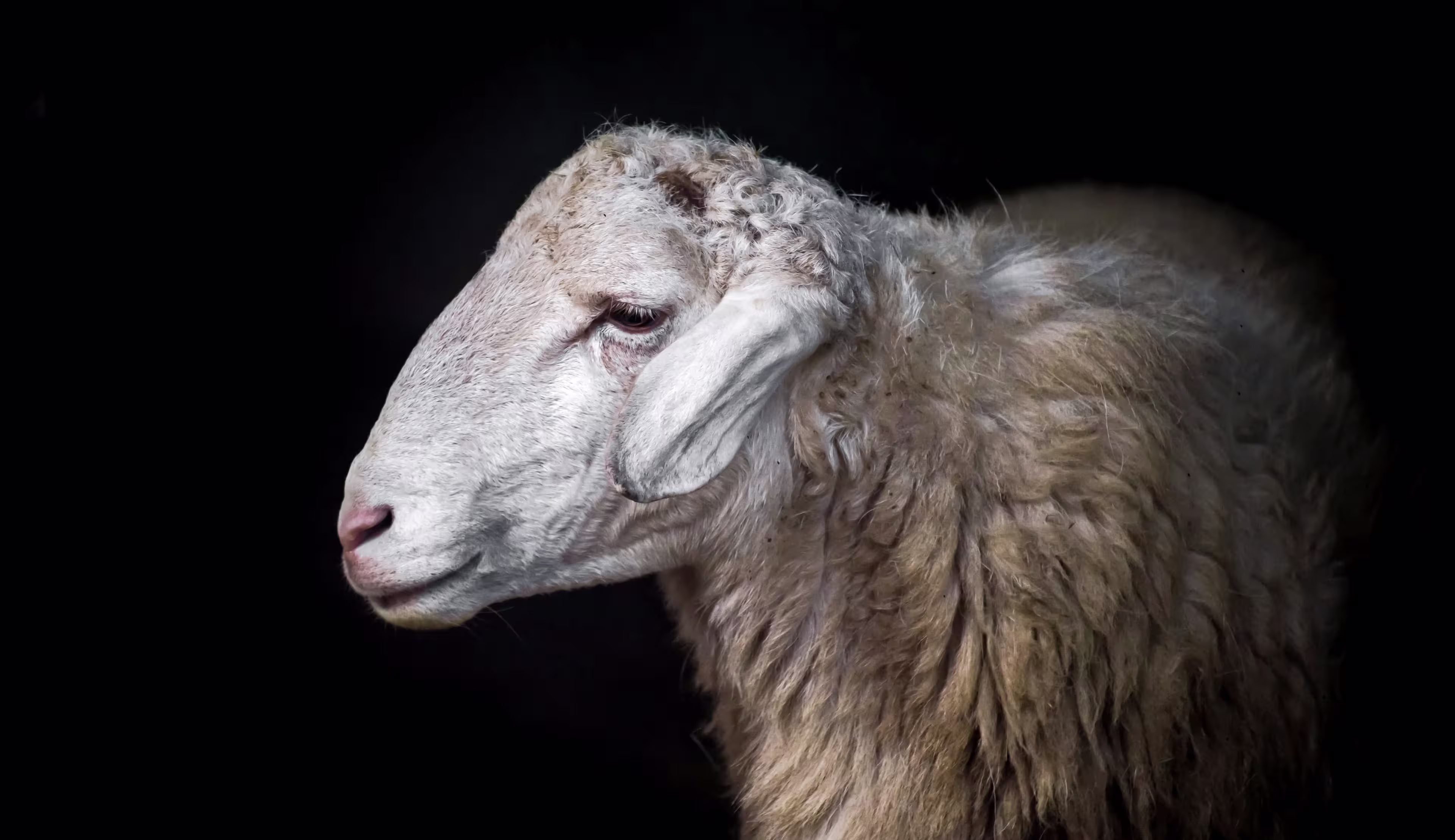 single-sheep-profile-portrait-black-background