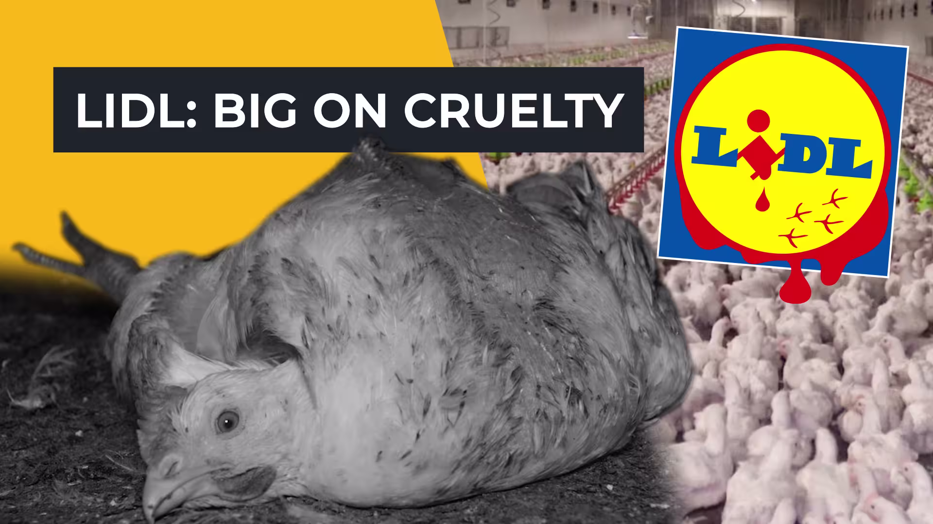 Frankenchicken with overlaid text: Lidl, big on cruelty