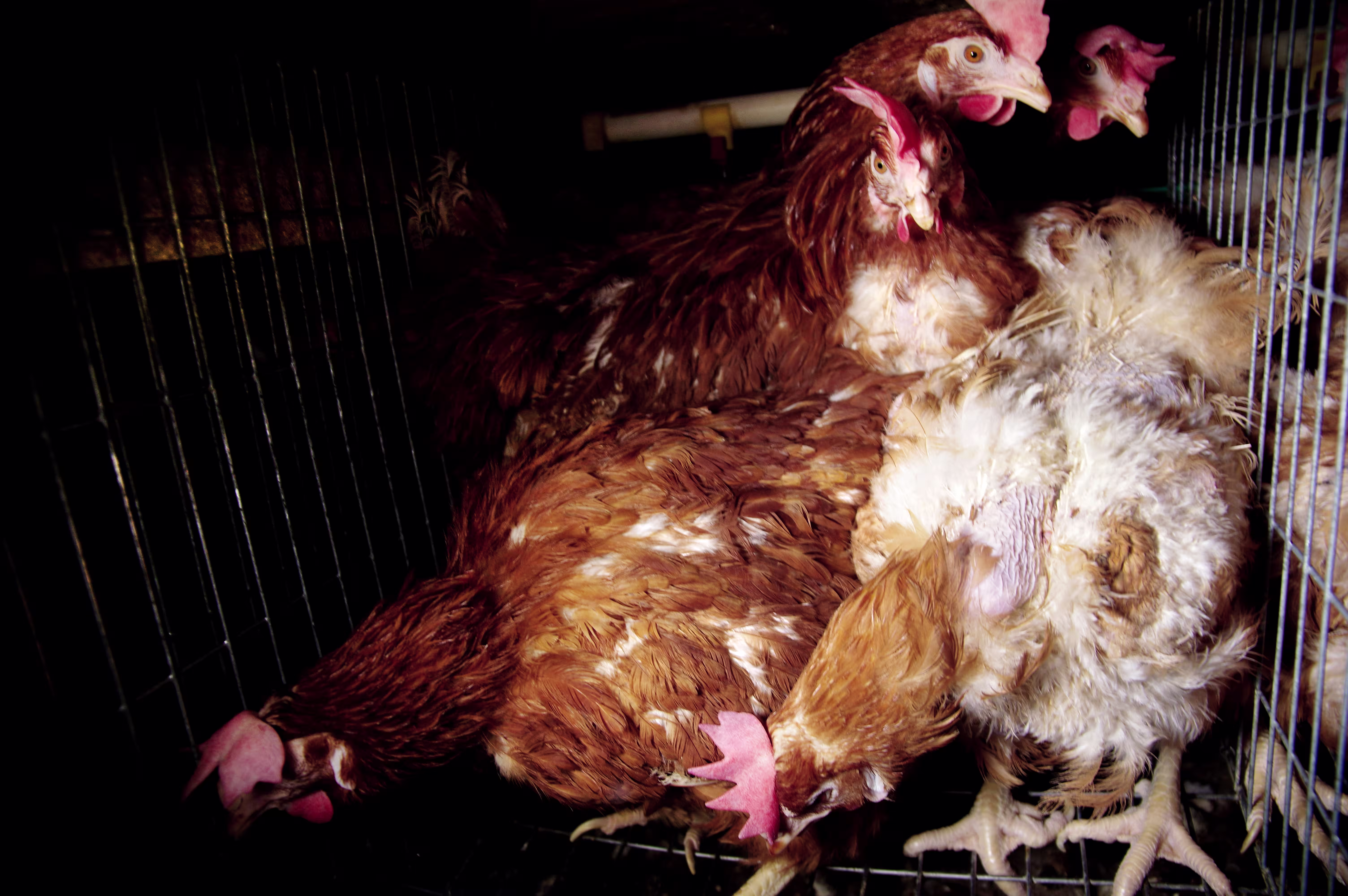 laying-hens-packed-in-cage-tamara-kenneally