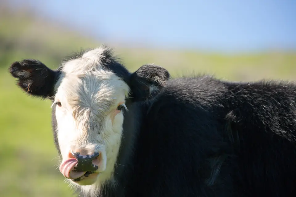 Do cows have best friends?