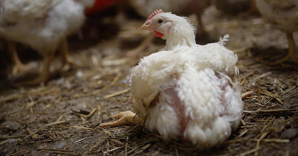 Young broiler chicken sitting on floor