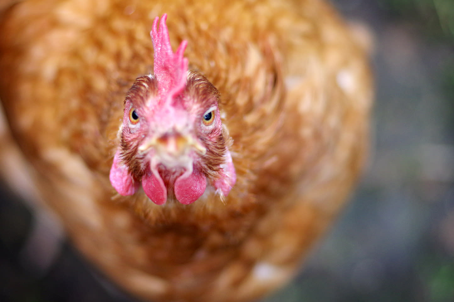 rescued-hen-bobby-bob-bob-looking-into-the-camera