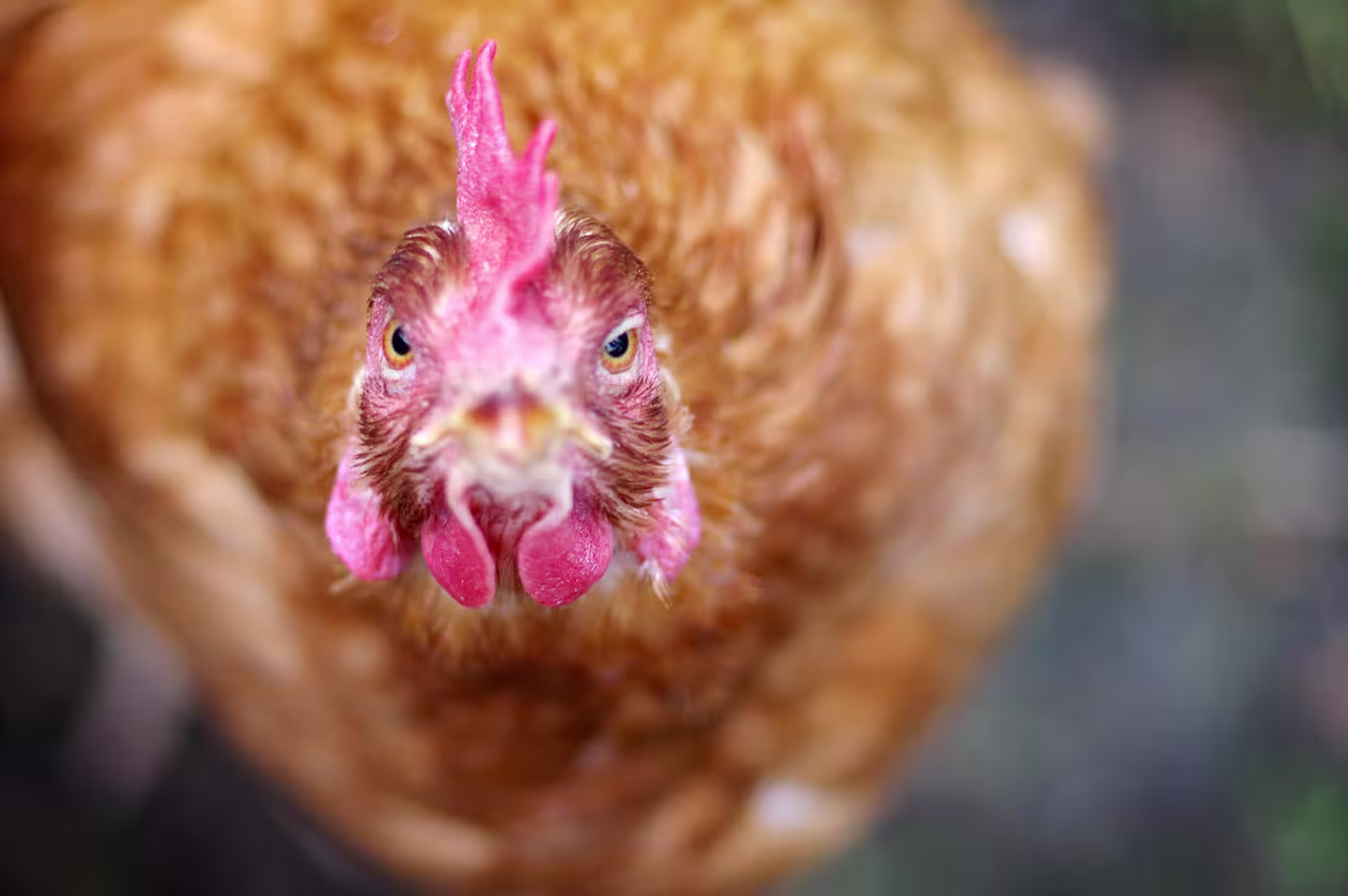 rescued-hen-bobby-bob-bob-looking-into-the-camera
