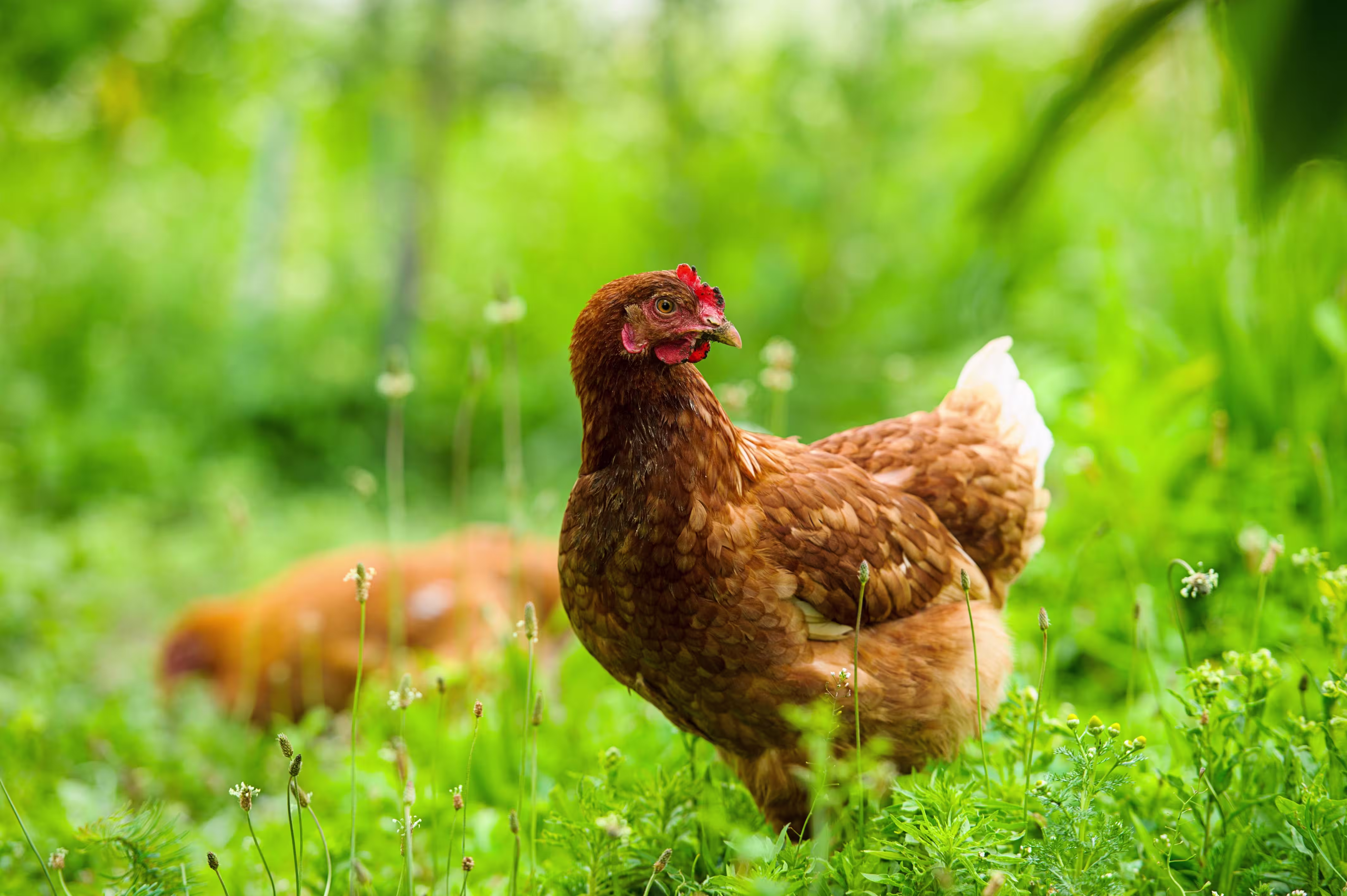 Two chickens outdoors