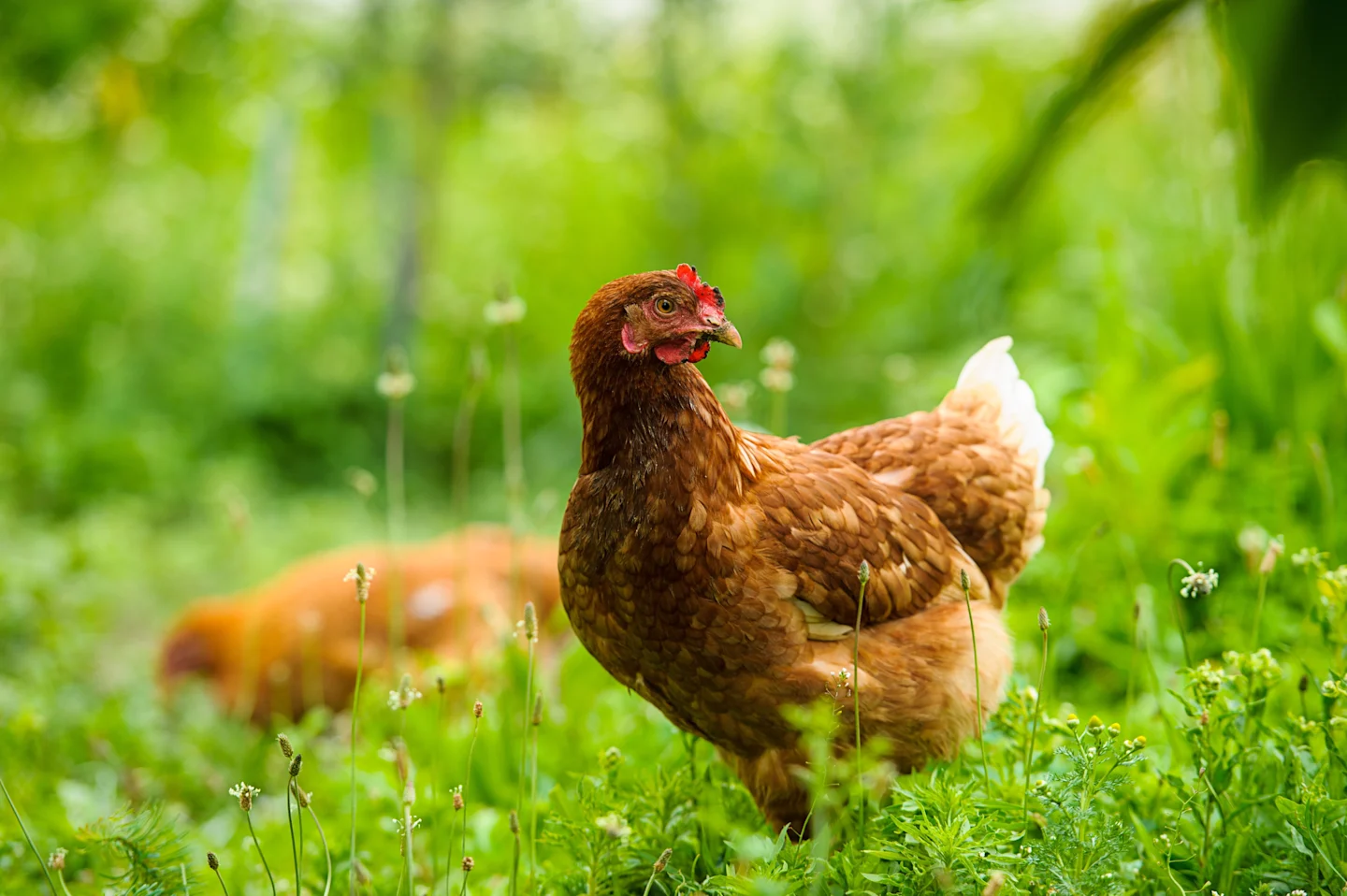 Are Chickens Smart? How Smart Are They Compared To Dogs?
