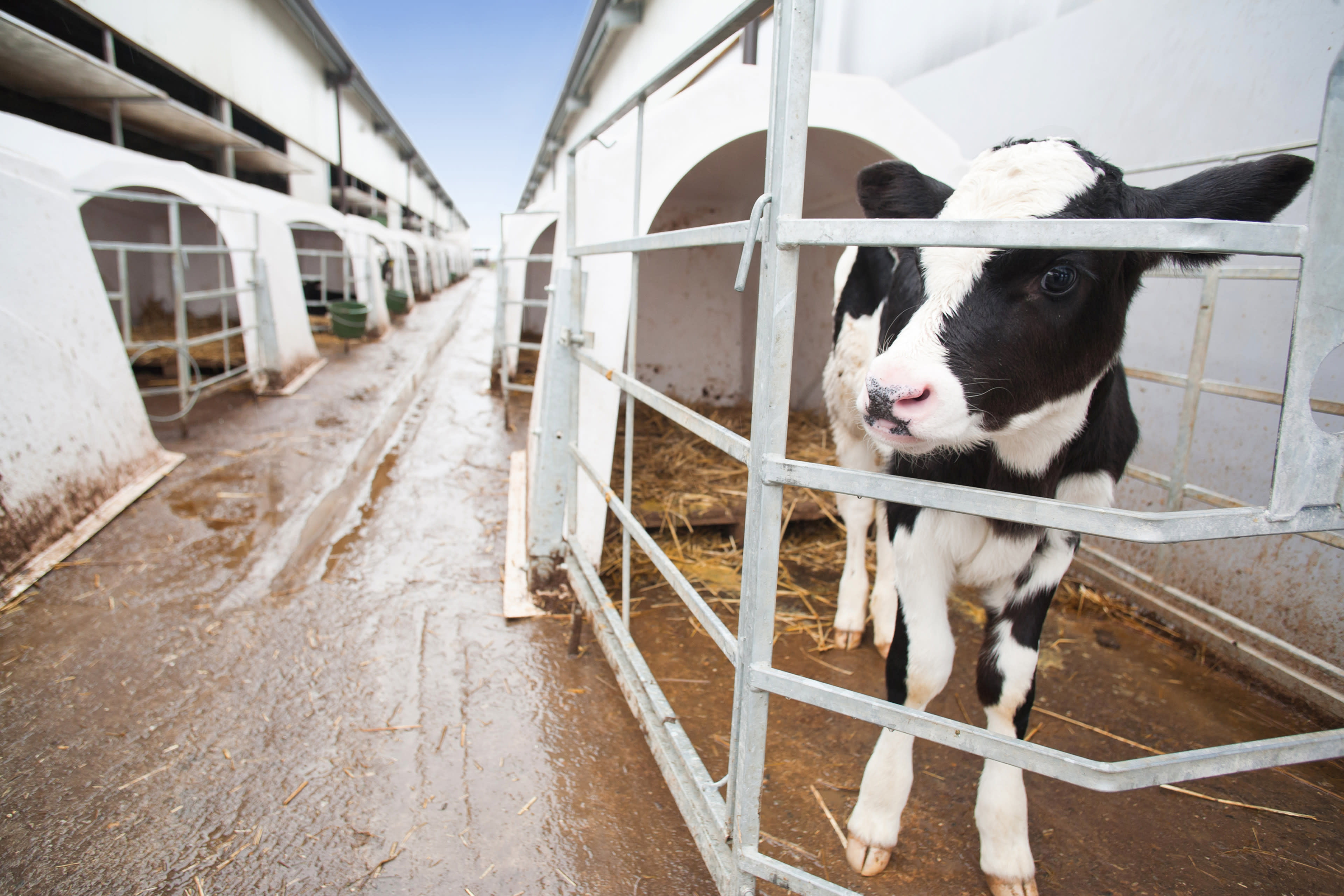 Male Dairy Cows Don't Get to Live More Than Two Years