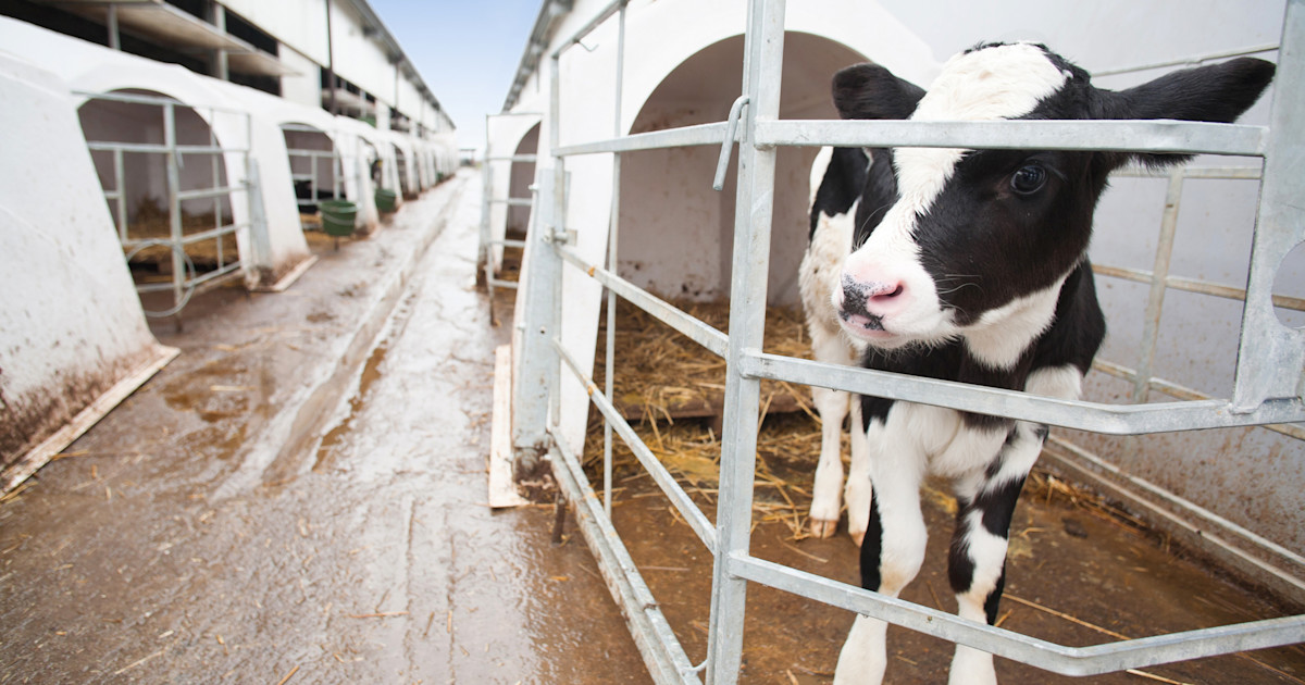 Male Dairy Cows Don T Get To Live More Than Two Years