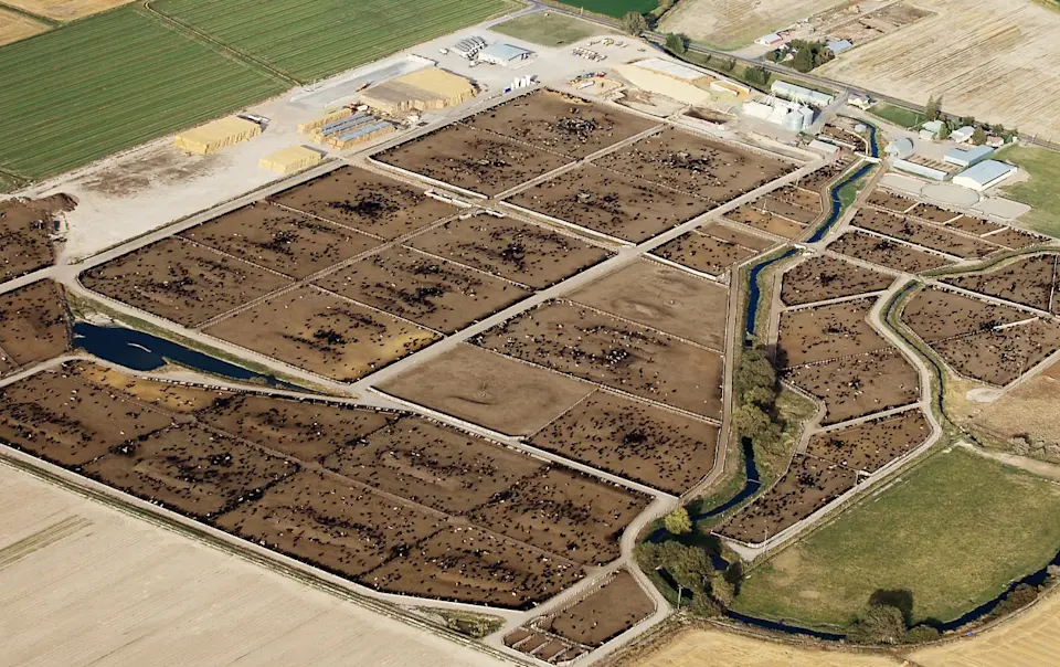 Factory Farming: What It Is and Why It's a Problem - Light Path Resources