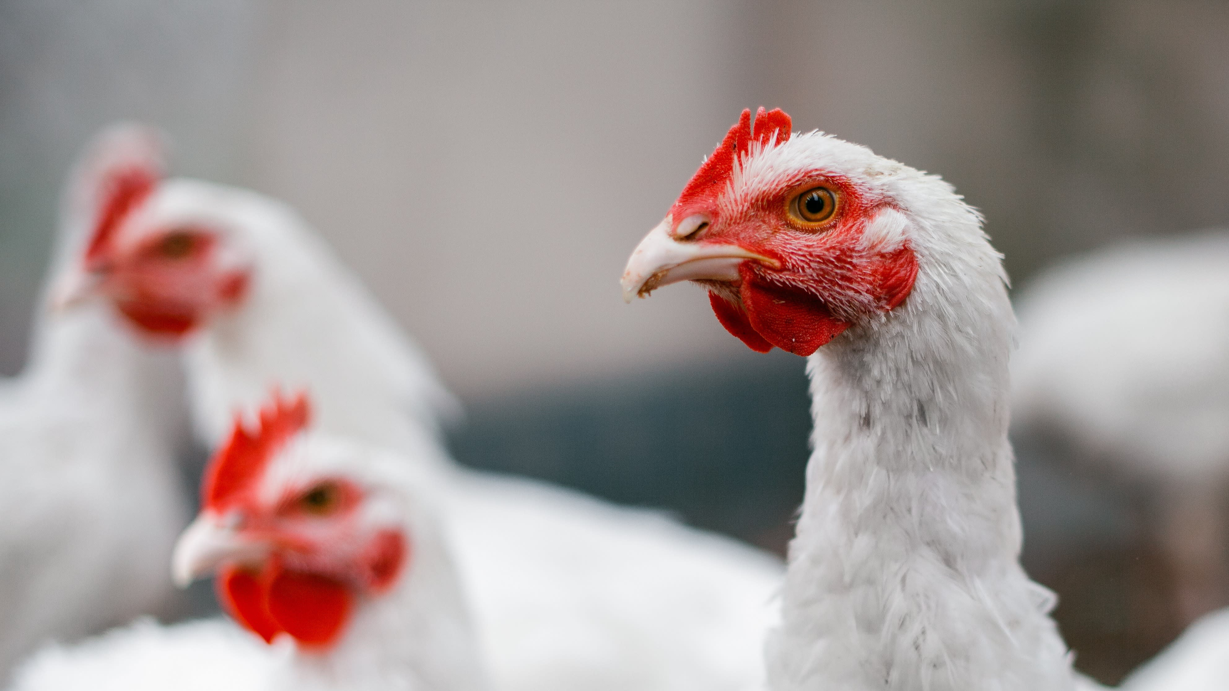 A group of white "broiler" chickens, or chickens raised for meat, stand together looking at the camera. 