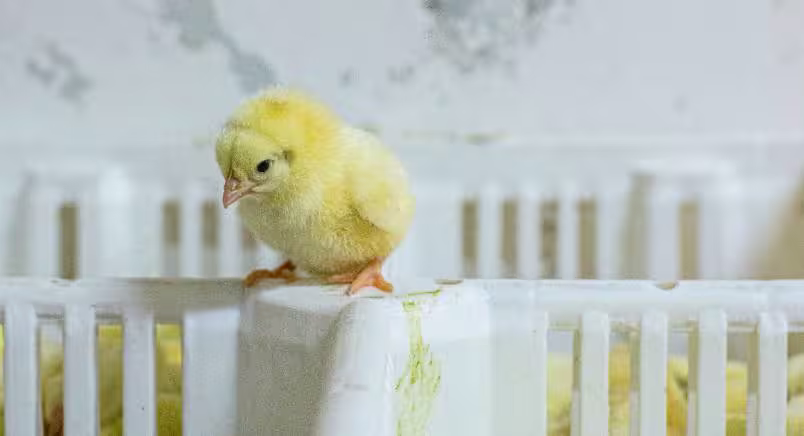Yellow chick on the edge of a white bin of chicks