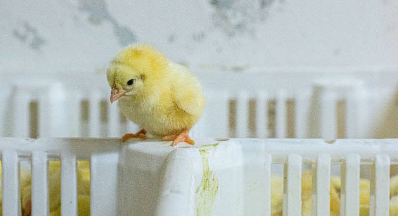 Yellow chick on the edge of a white bin of chicks