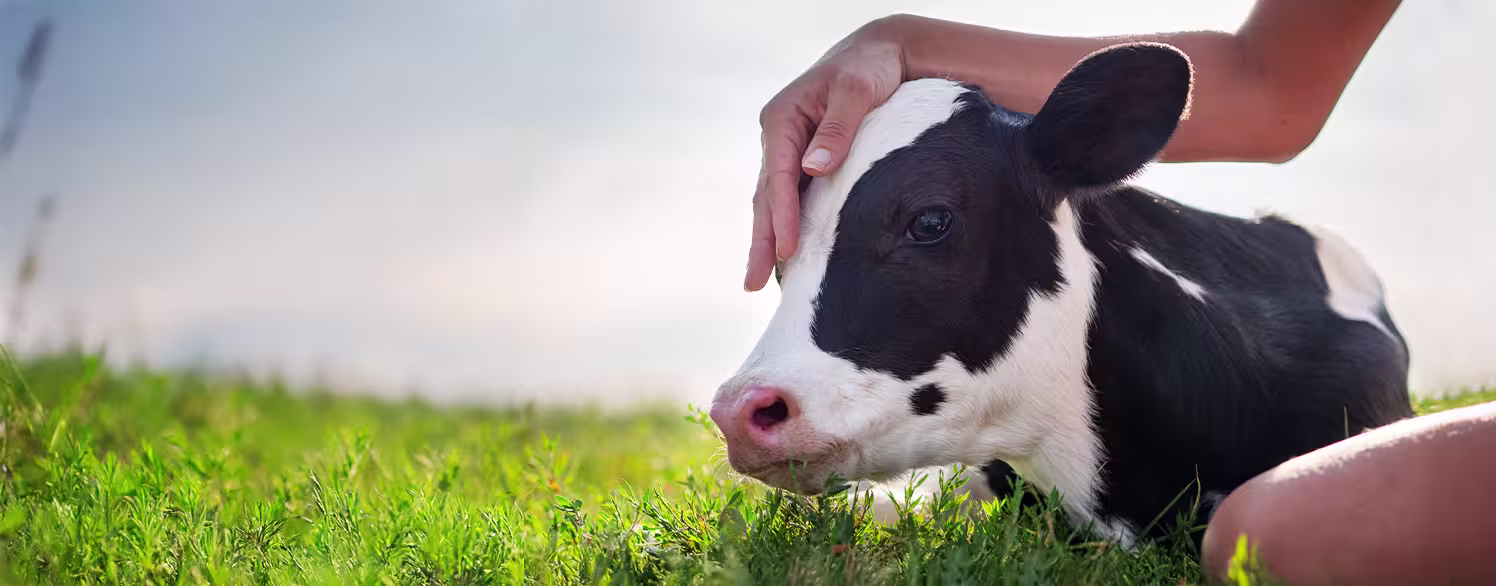 person petting cow's head