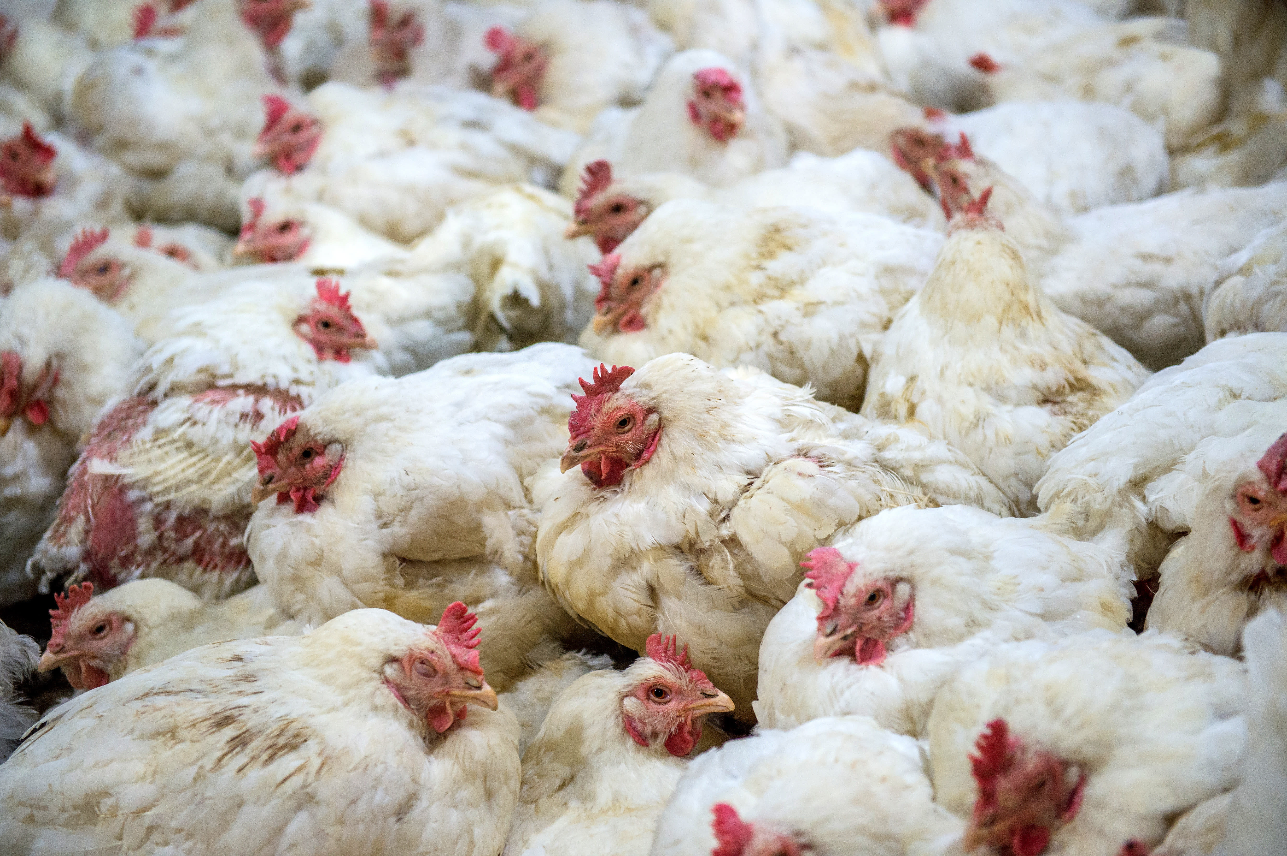 Broiler chickens crowded together on a factory farm