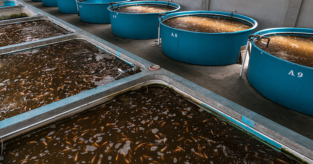 What is aquaculture? An In-Depth Look at Fish Farming