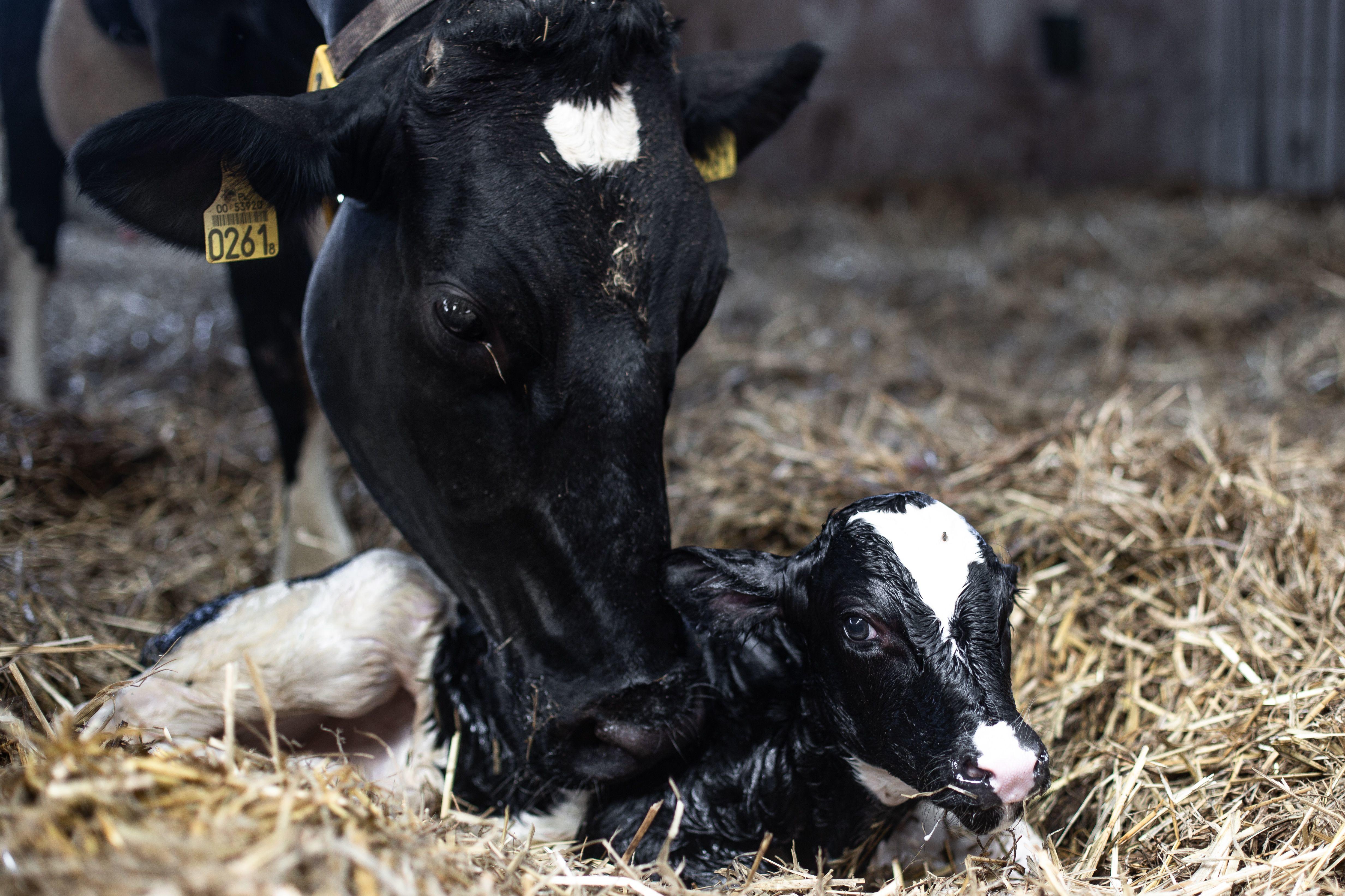 Mother cow licking a newborn baby calf