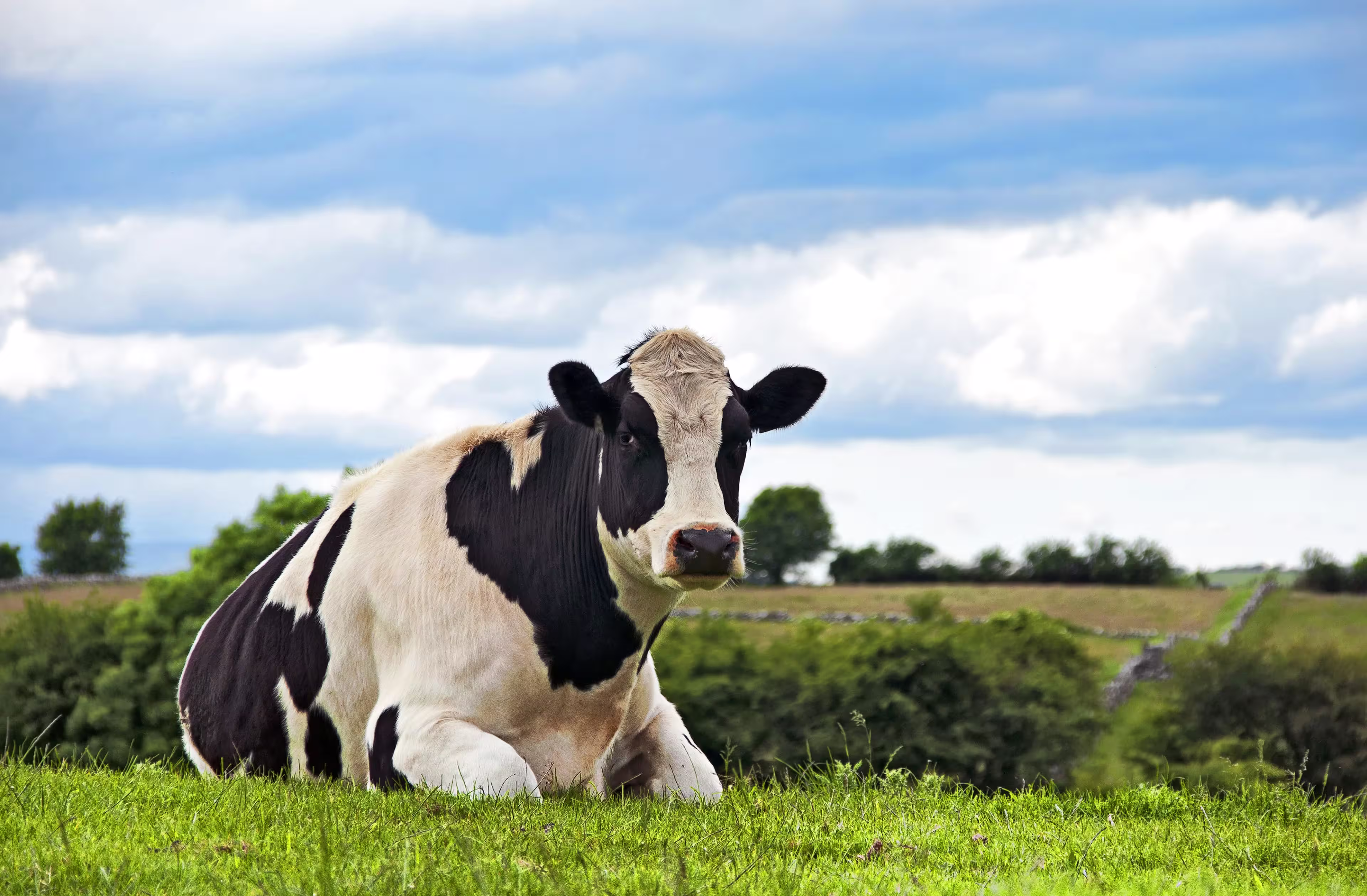 black-white-spotted-cow-laying-grass-blue-sky-for-the-animals