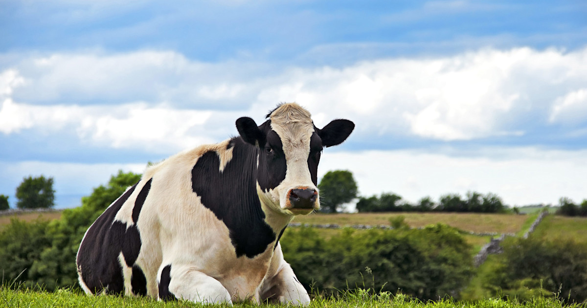 How To Give Up Cheese And Go Vegan How To Give Up Cheese And Go Vegan