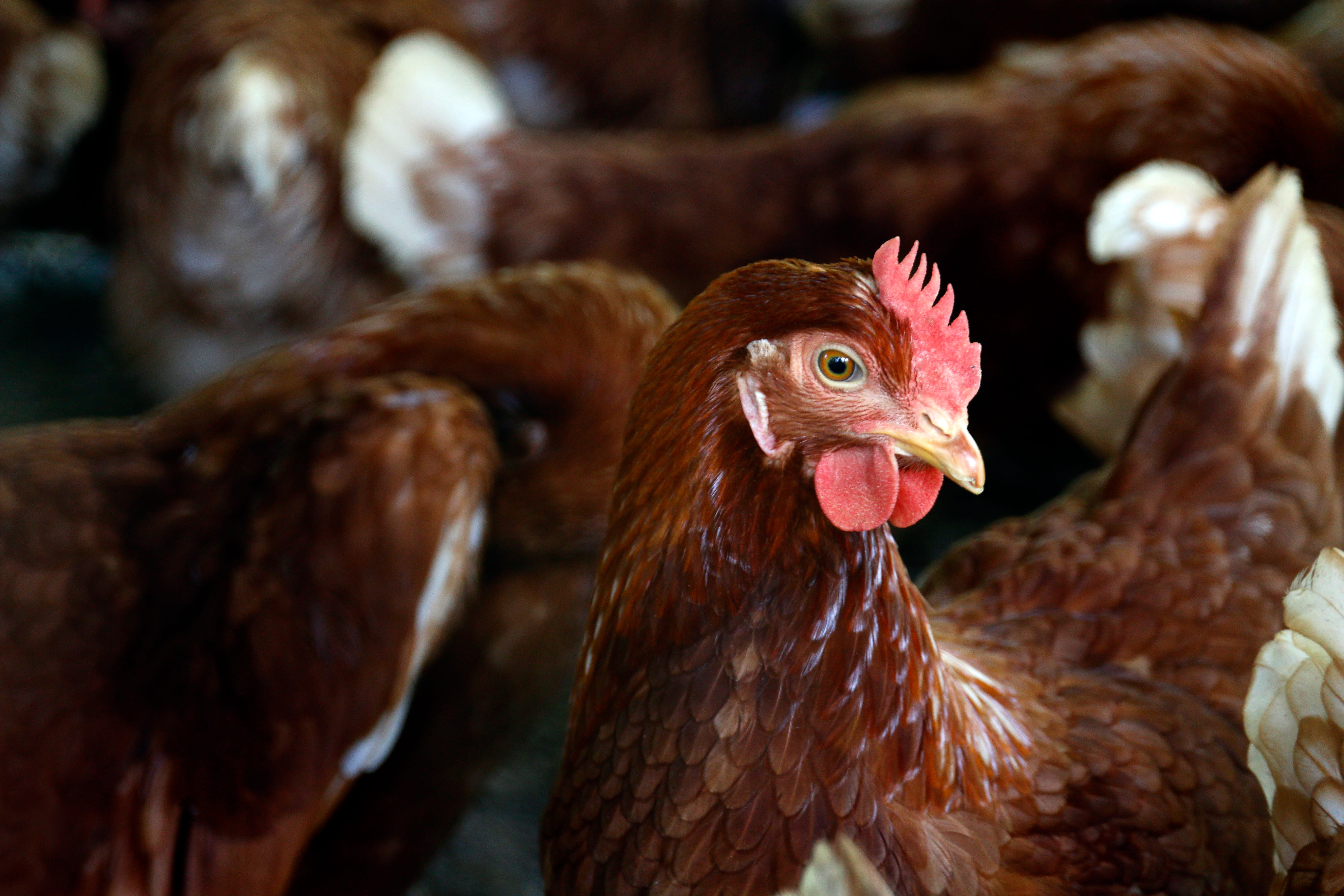 A brown hen freed from her cage 