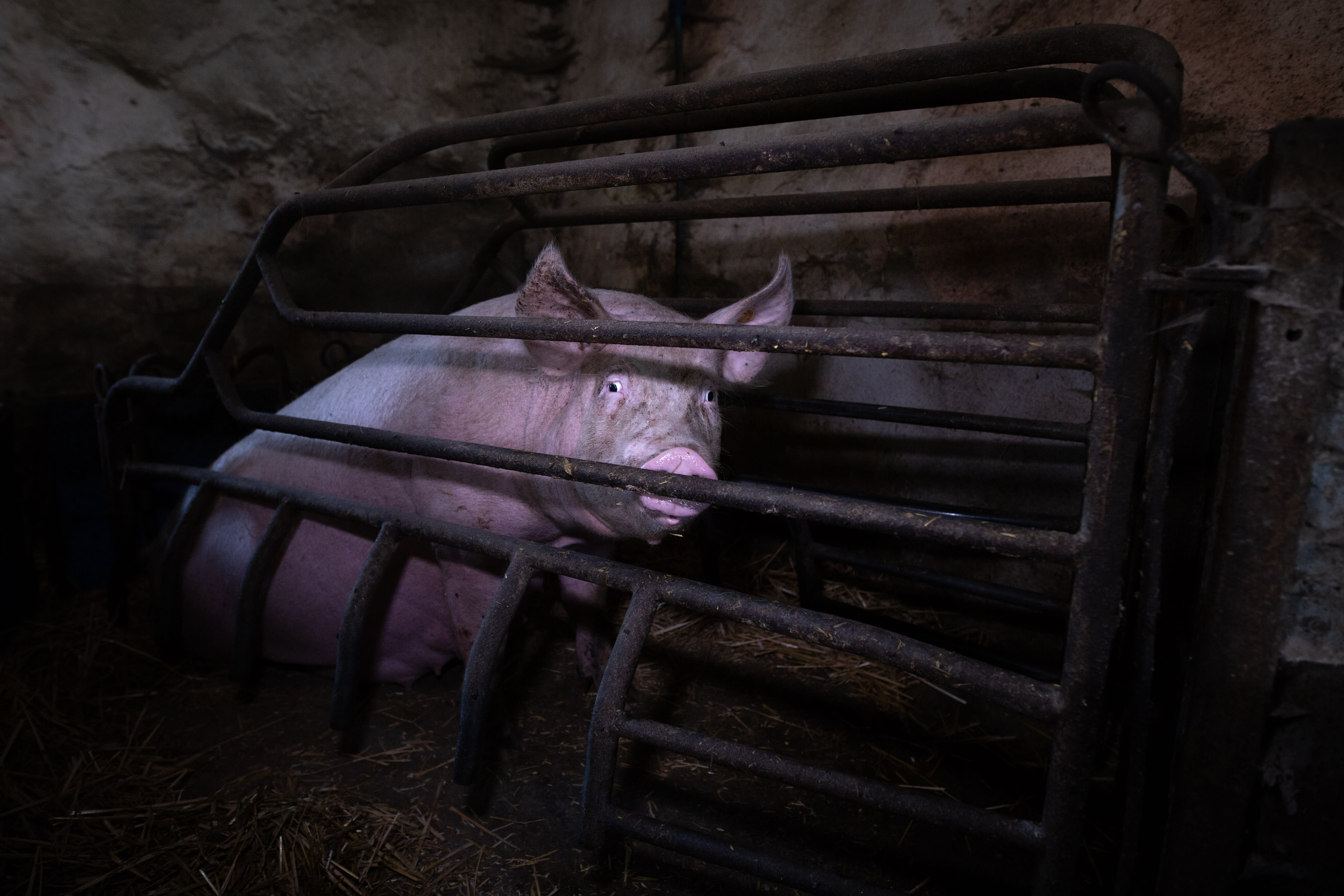 A pig looks out from behind bars in a typical factory farm environment.