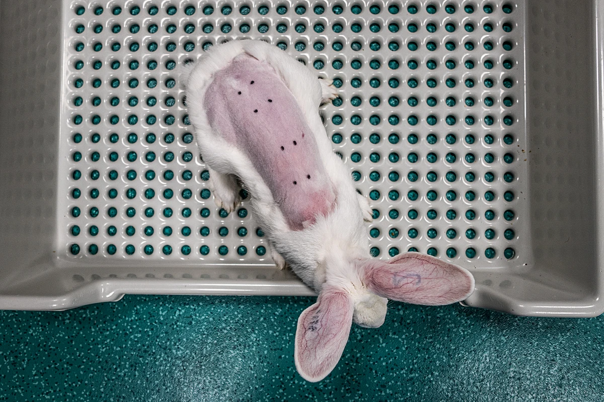 What Is Animal Testing & Which Animals Are Used For Testing?