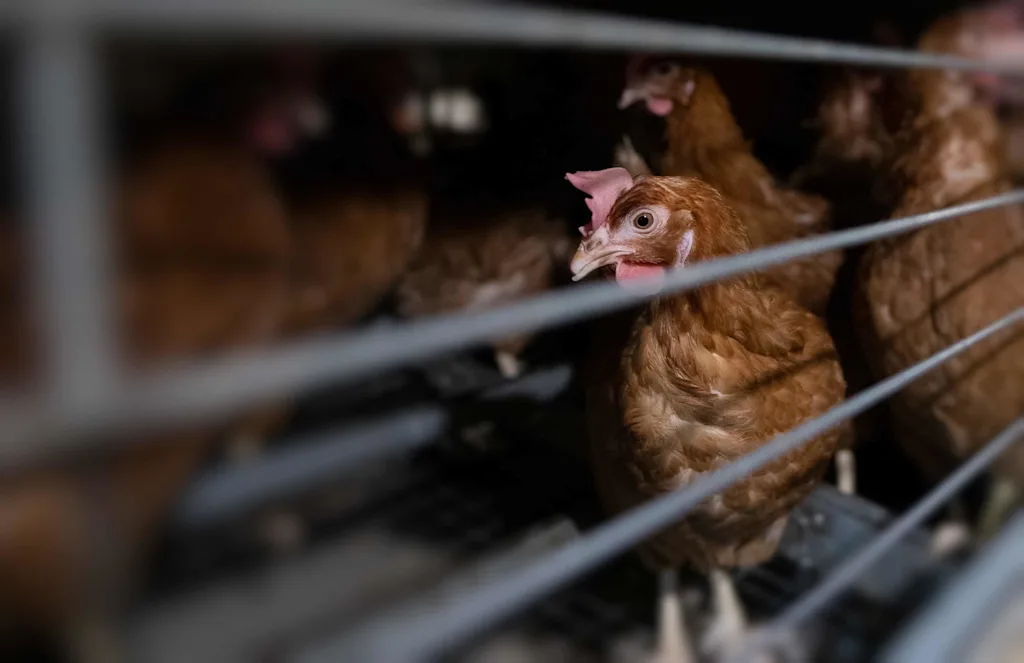 hp-hero-battery-hen1 photo-credit Andrew-Skowron---Open-Cages desktop