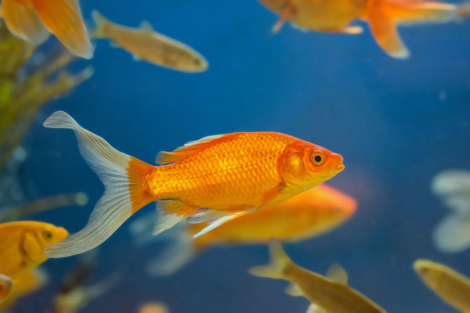 Do fish have good memories or are they forgetful?