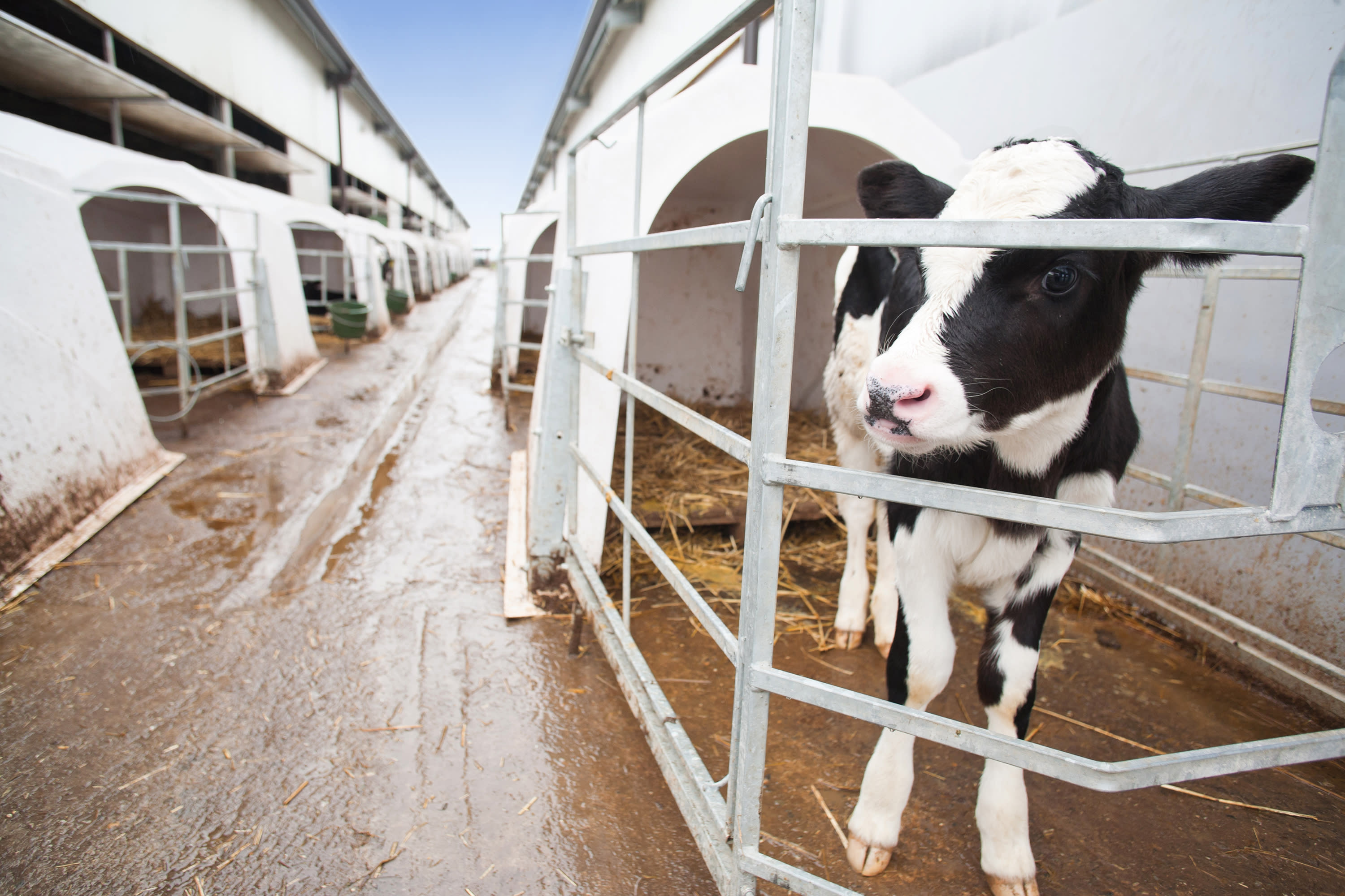 Veal: What Animal Does it Come From and Why is it Cruel?