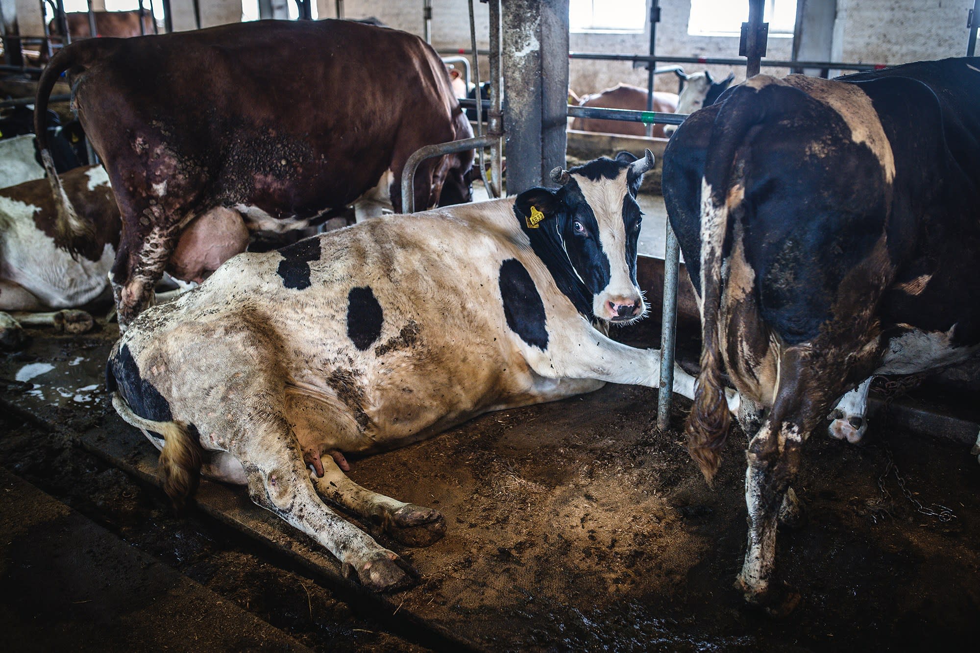 A visibly stressed cow lies in a dirty pen, flanked by two other cows. 