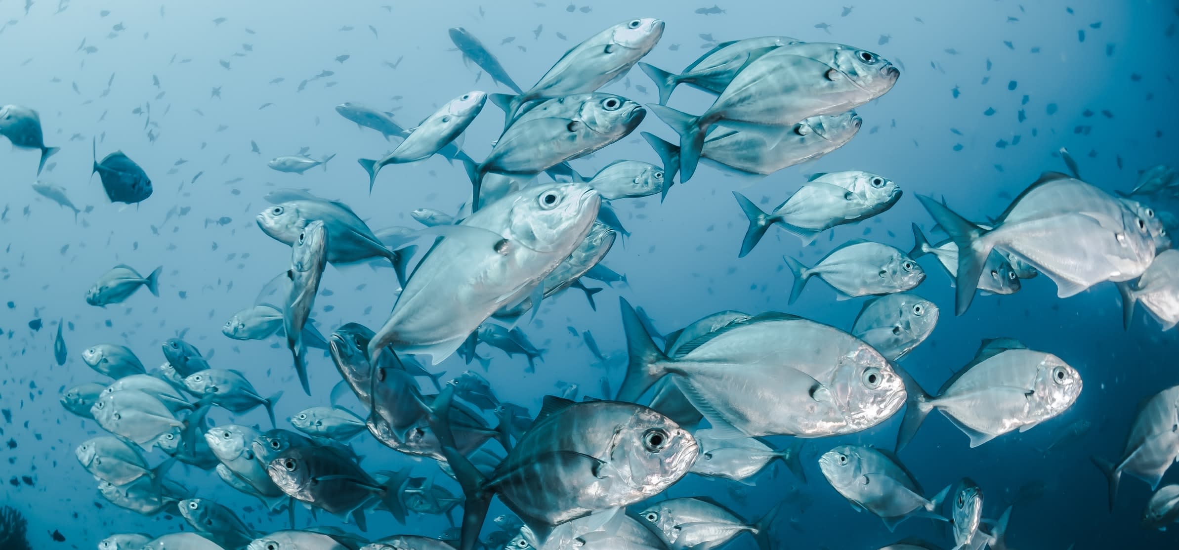 5 amazing facts that'll change the way you think about fish