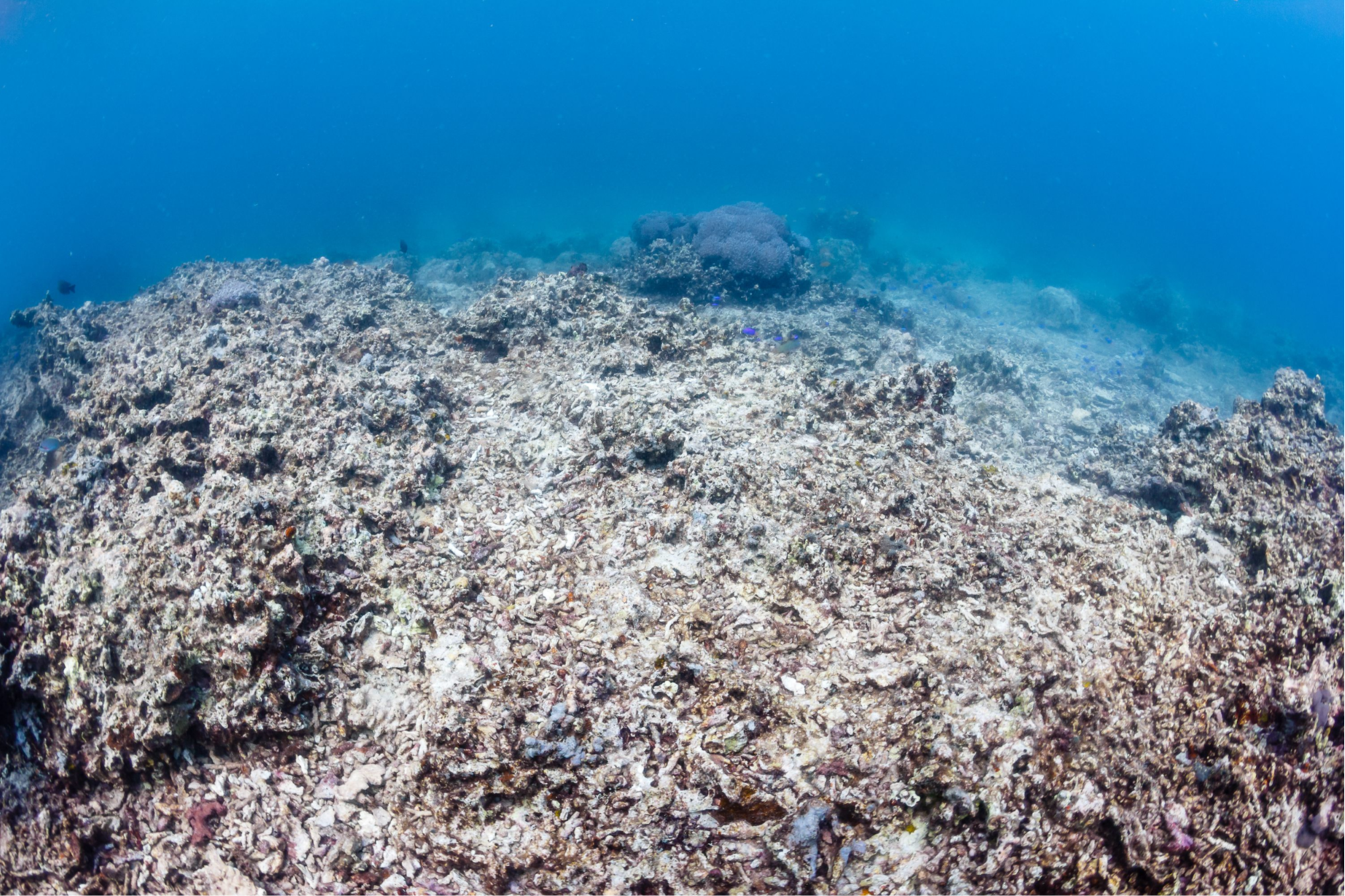 Черное море вода в мае. Ocean acidification. Окисление океана. Загрязнение коралловых рифов. Окисление мирового океана.