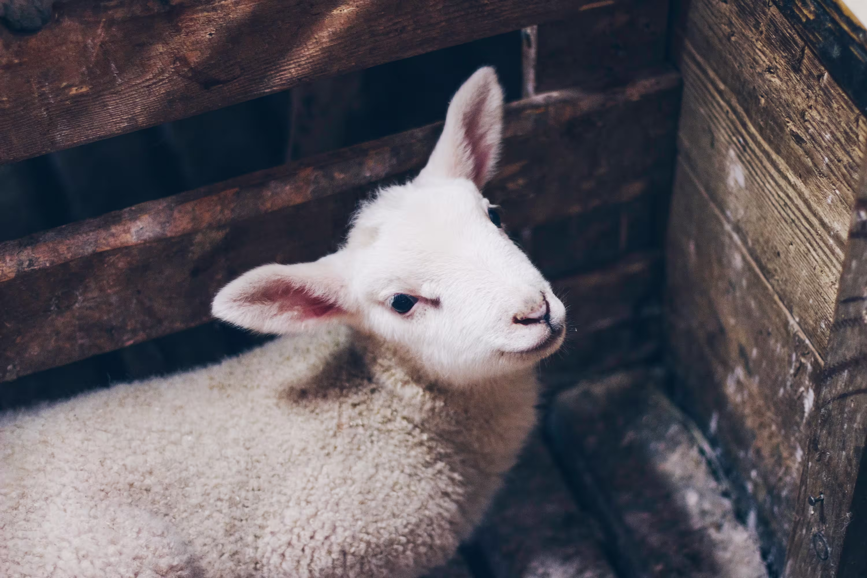 A baby lamb on a farm.