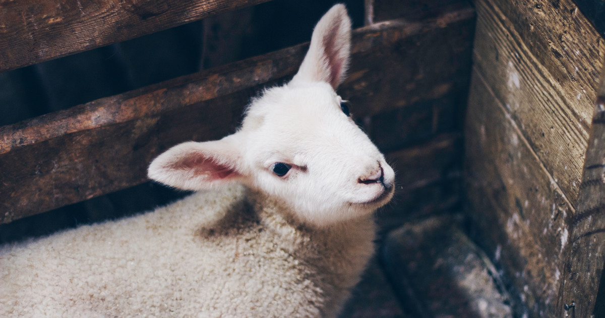 Lamb Meat: What's It Called & Why You Shouldn't Eat Lamb