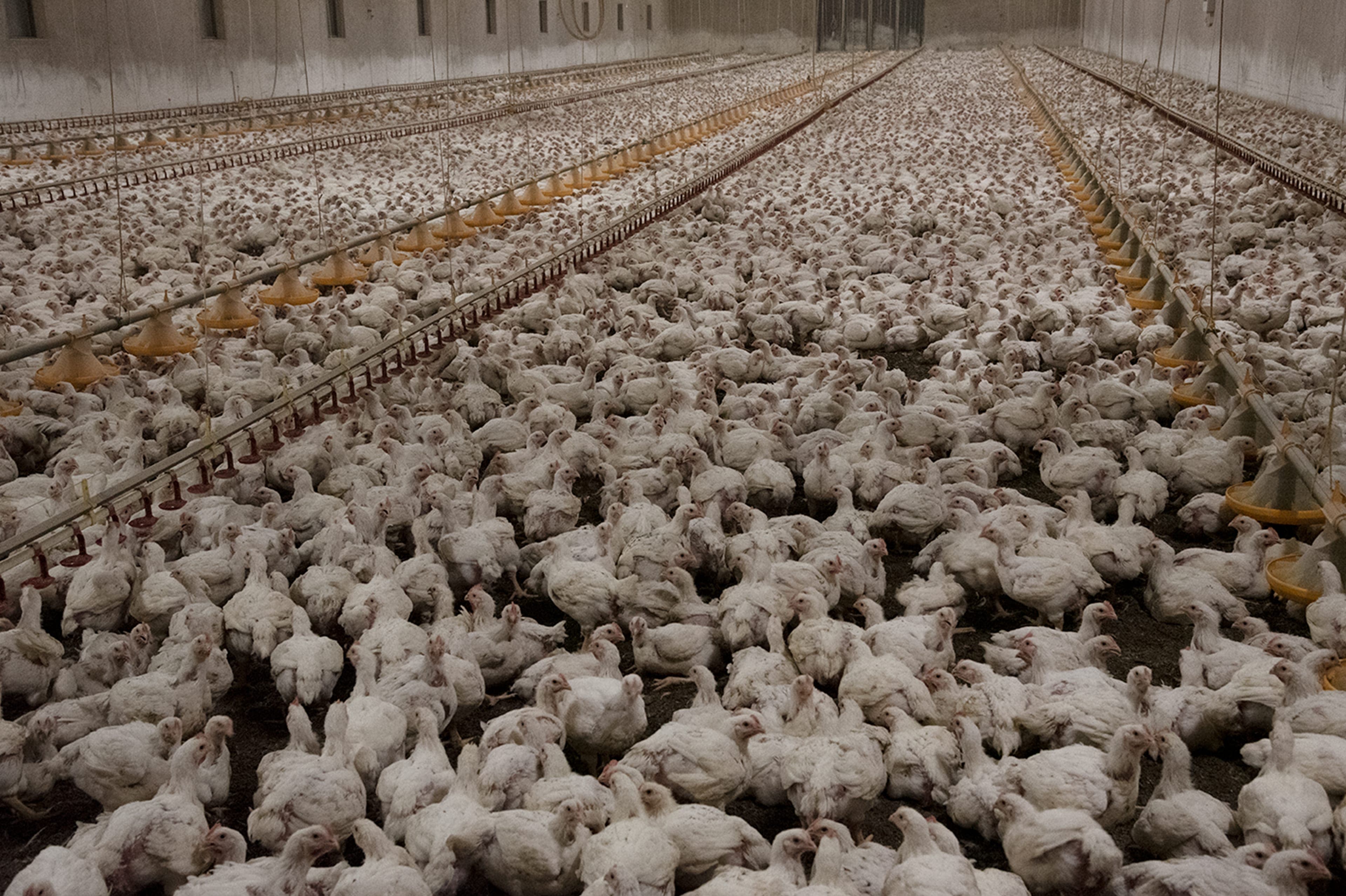 djurens-ratt-broiler-chickens-shed-factory-farm-dark