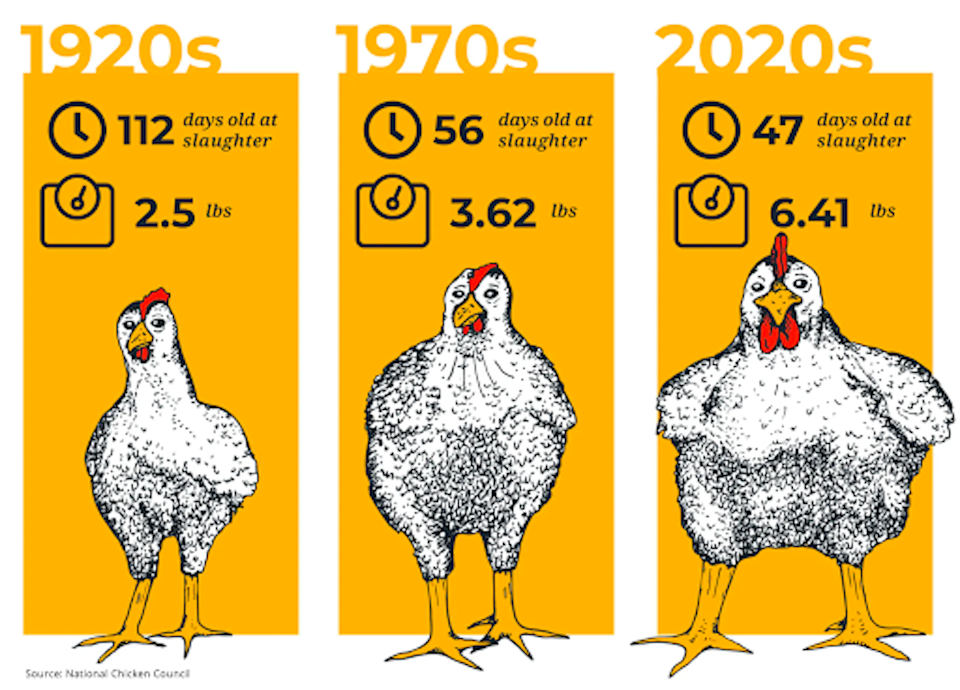 Chicken Selective Breeding: What Is It & What Are The Risks?