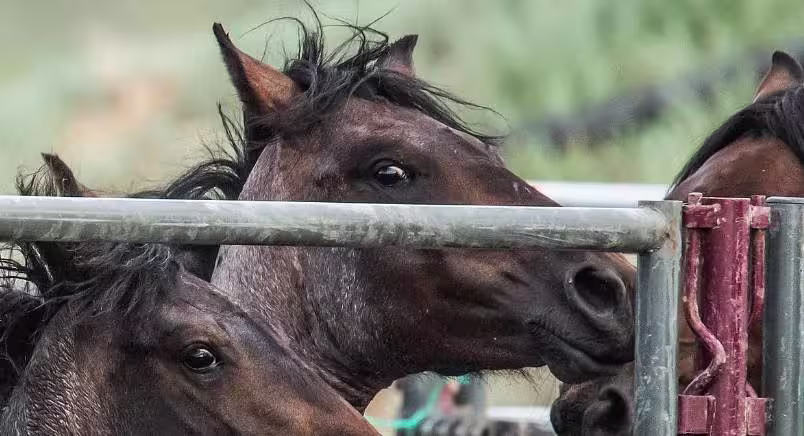 Close-up of a brown horse in a pen
