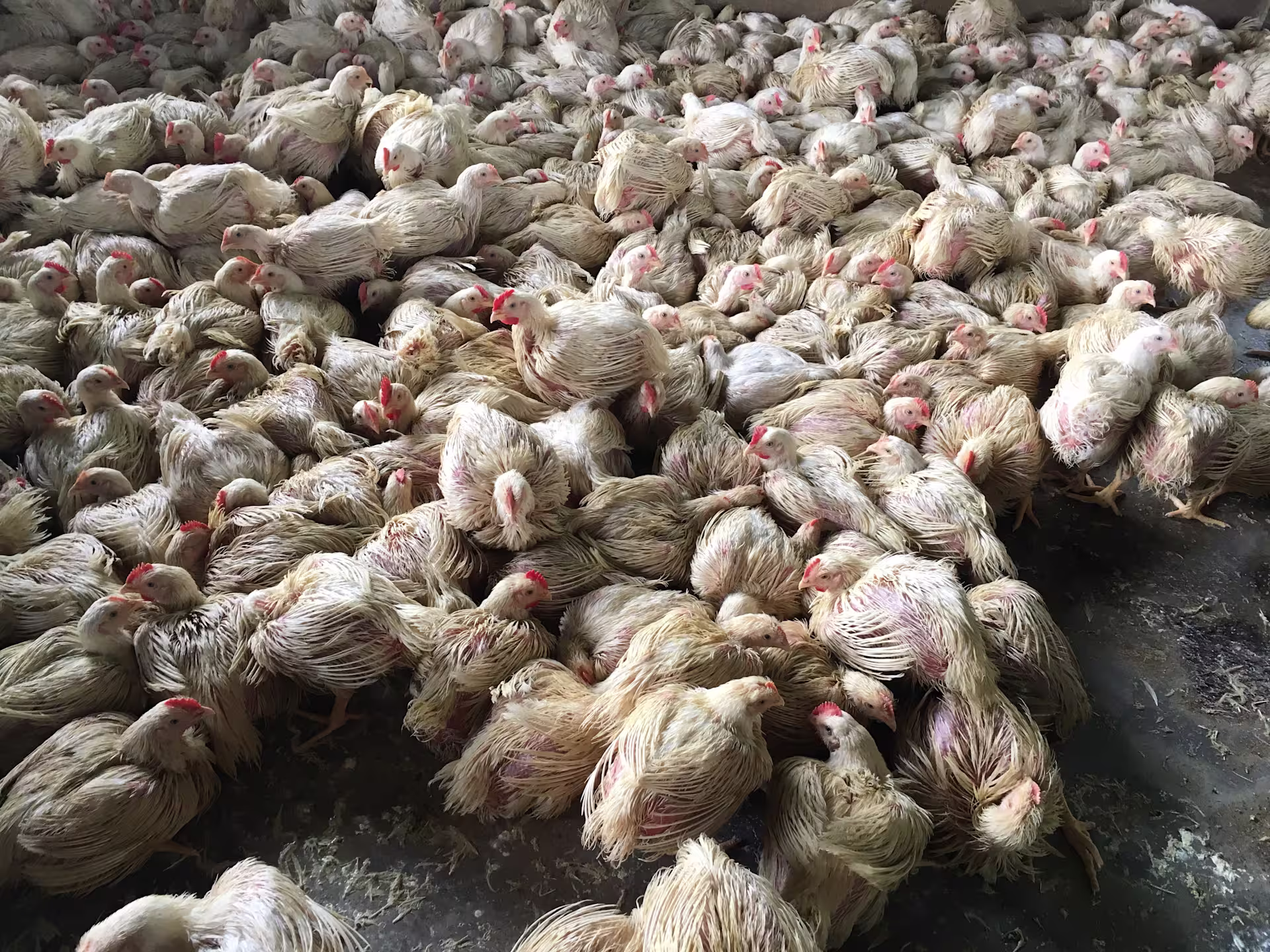 Aerial view of chickens in a crowded shed