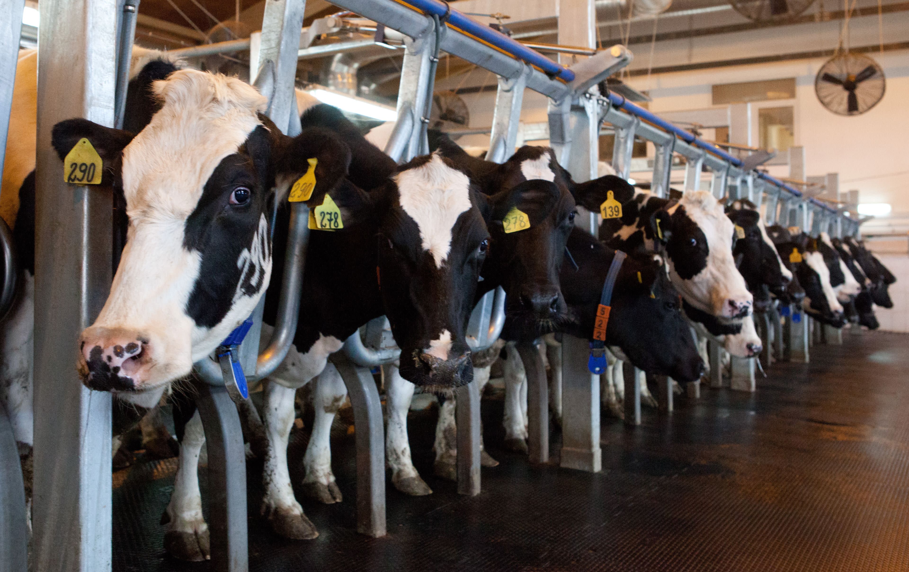 What is a dairy? A dairy is a place where cows are milked and or where dairy  products are made from milk.